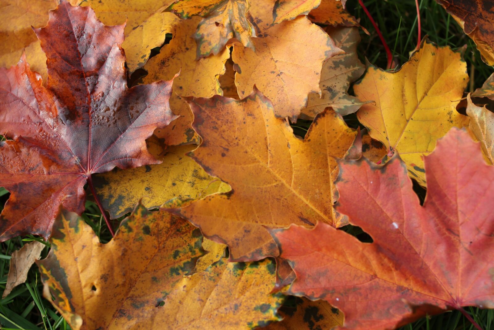 Canon EOS 550D (EOS Rebel T2i / EOS Kiss X4) sample photo. Leaves, autumn, in the photography