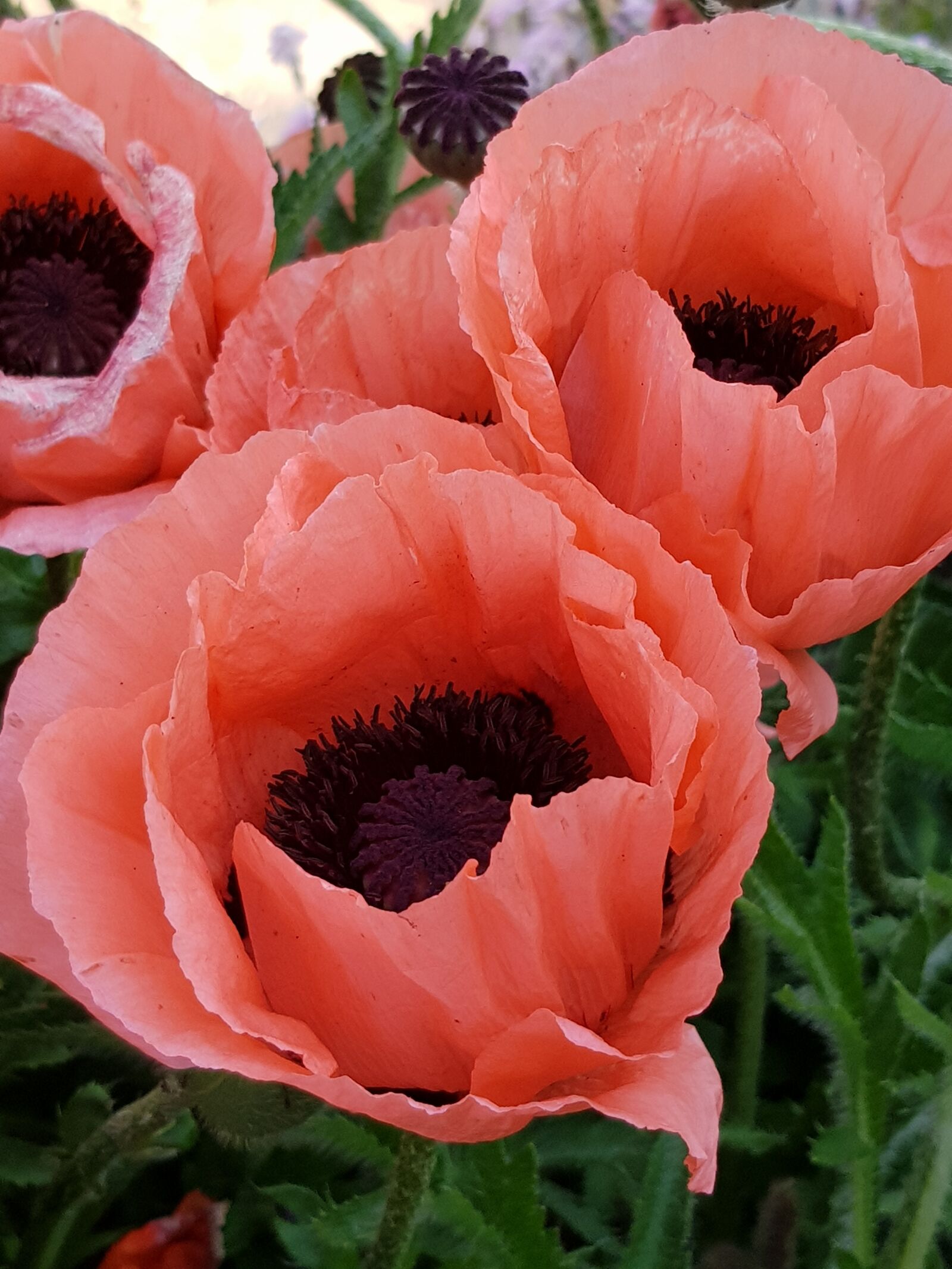 Samsung Galaxy S8 sample photo. Flowers, red, poppy photography