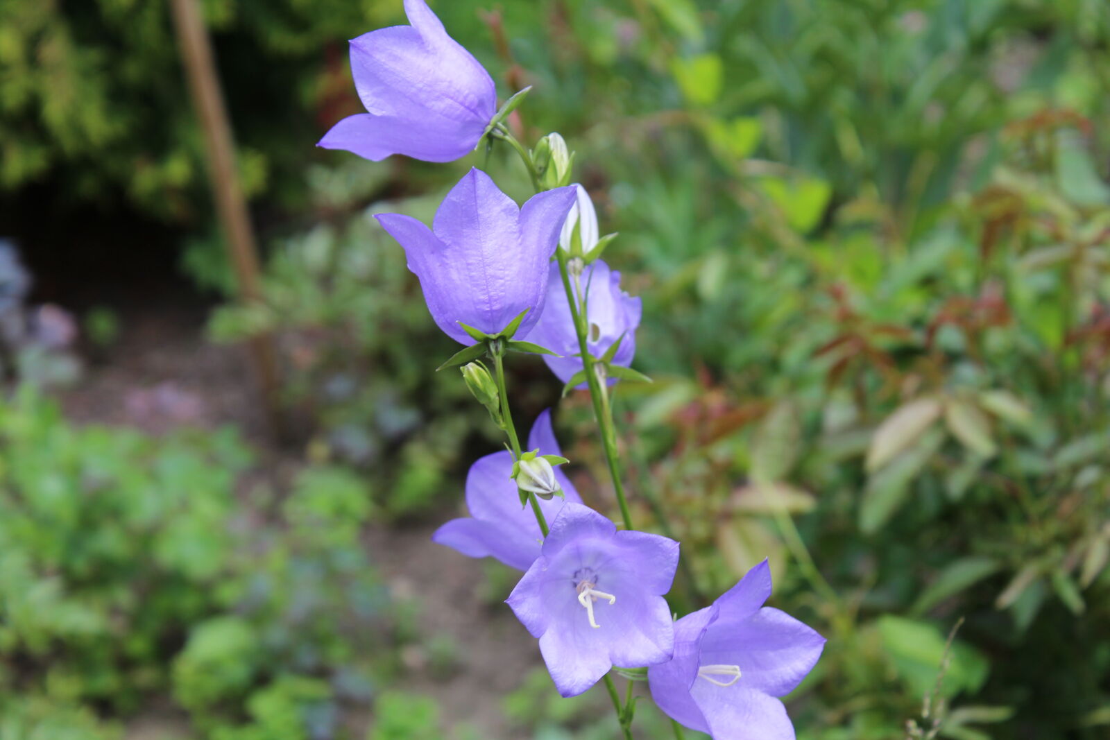 Canon EOS 1200D (EOS Rebel T5 / EOS Kiss X70 / EOS Hi) sample photo. Flower, nature photography