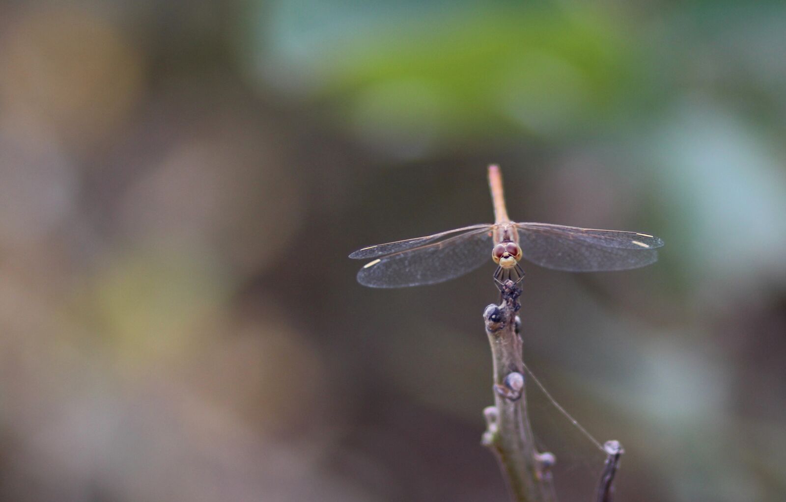 Canon EOS 700D (EOS Rebel T5i / EOS Kiss X7i) + Canon EF 85mm F1.8 USM sample photo. Dragonfly, insecta, wings photography
