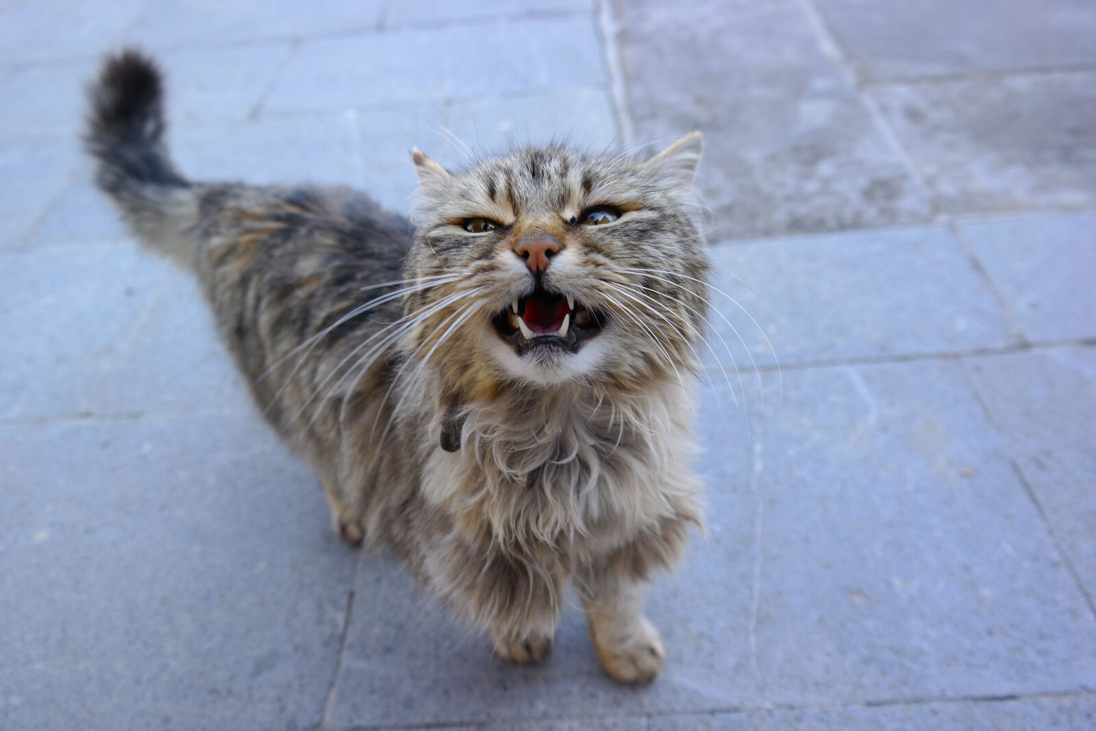 Samsung NX2000 sample photo. Angry, animal, world, cat photography