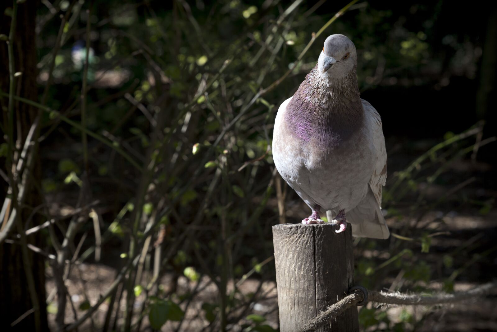 Canon EOS 6D sample photo. Paloma, ave, fauna photography