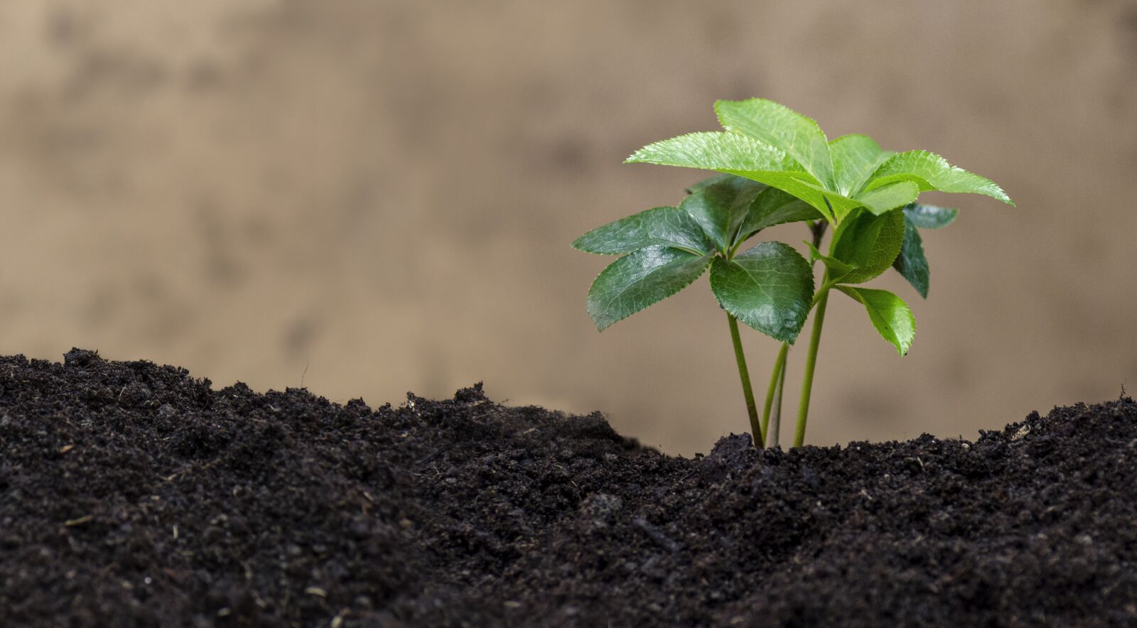 Nikon D7000 sample photo. Green plant, bio, ecology photography