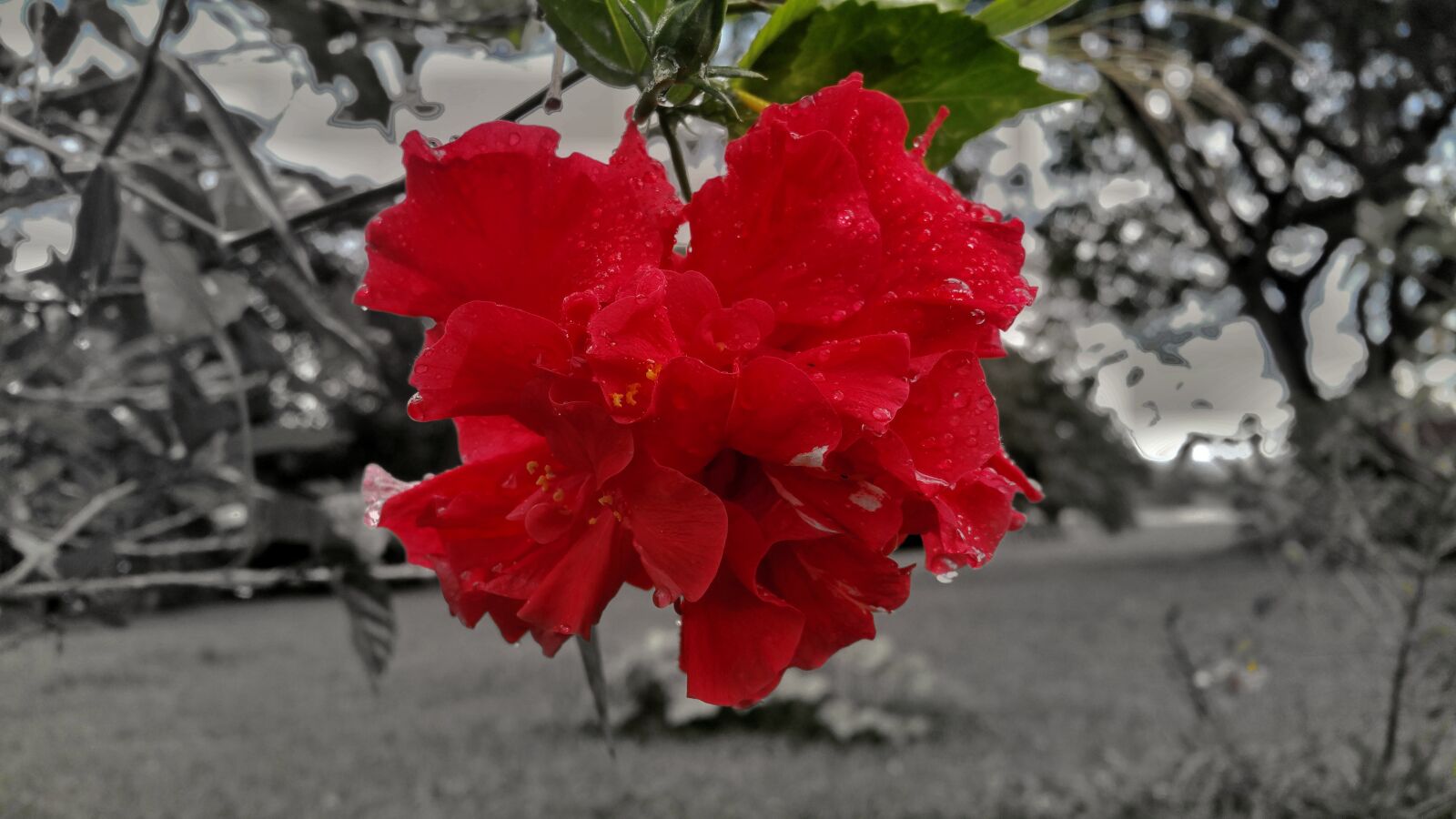 Samsung Galaxy Note4 sample photo. Rose, flower, black and photography