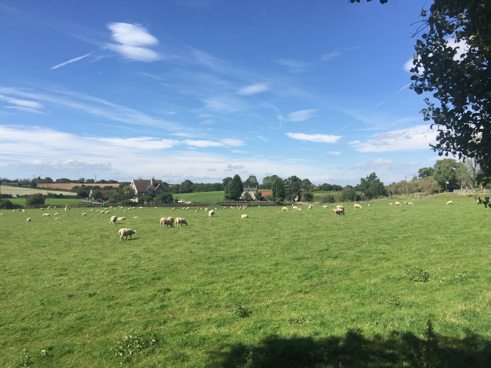 iPhone 6 Plus back camera 4.15mm f/2.2 sample photo. The flock, ranch, meadow photography