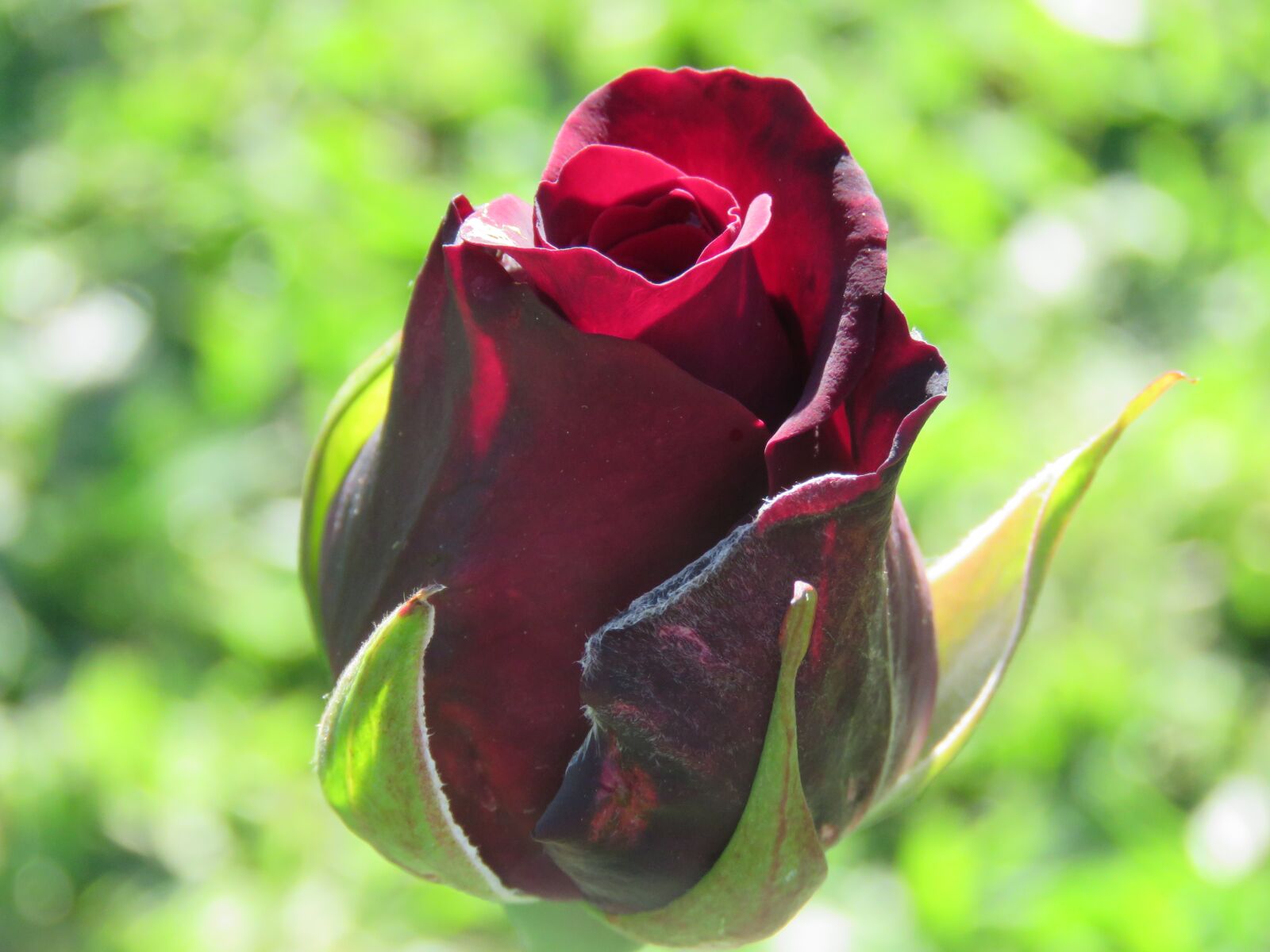 Canon PowerShot SX60 HS sample photo. Rosa, flower, garden photography