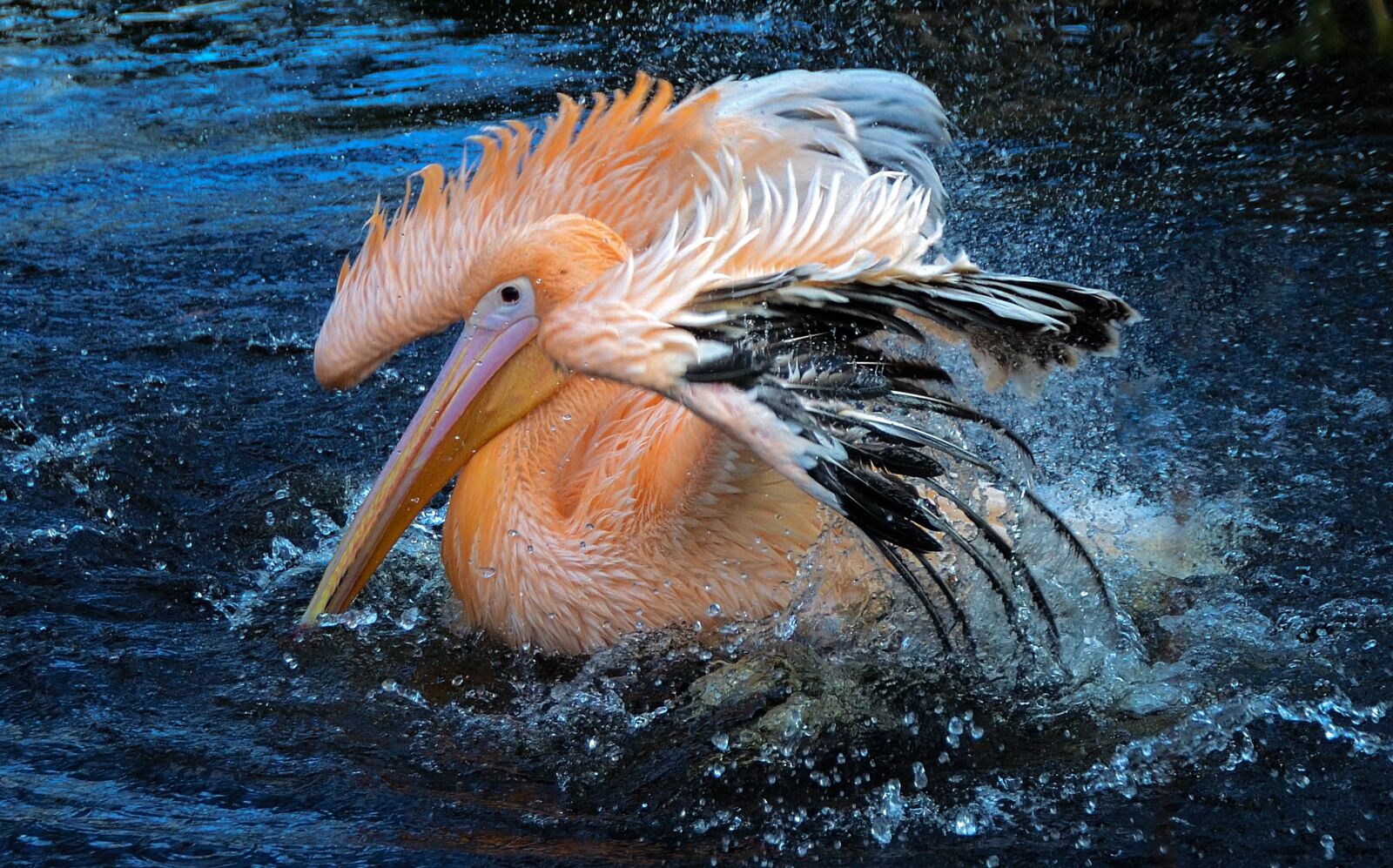 Nikon D7000 sample photo. Wildlife, water, nature photography