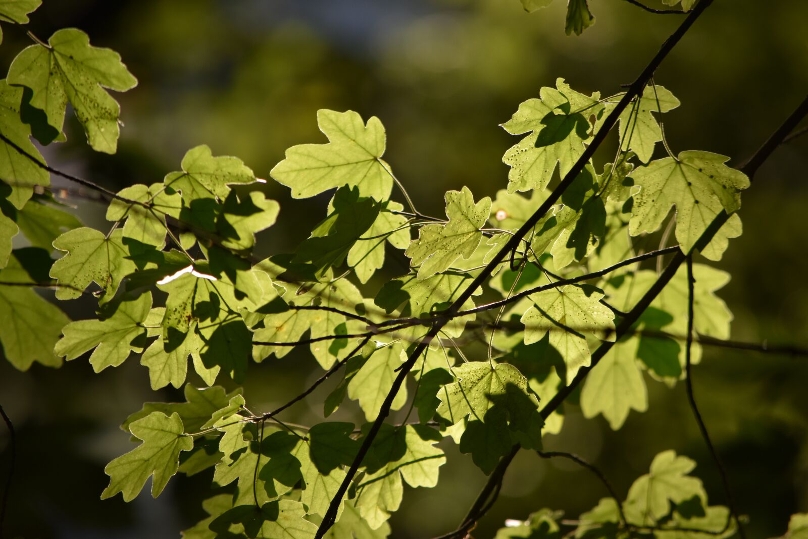 Nikon D5500 sample photo. Leaves, foliage, tree photography