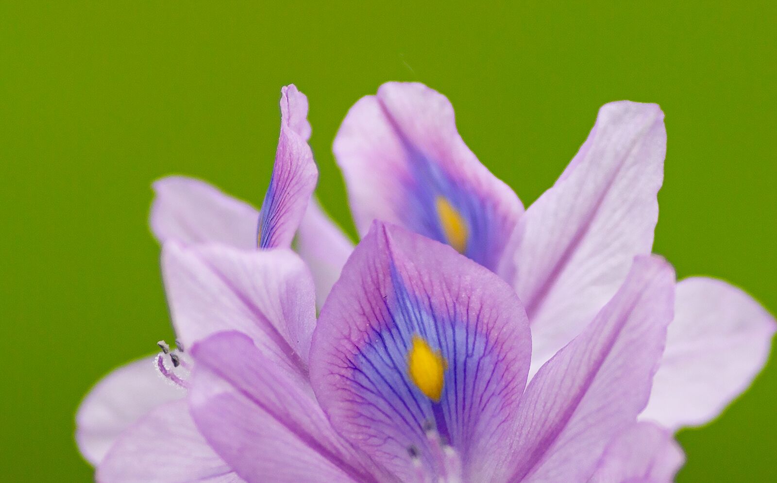 Canon EOS 5D Mark III + Canon EF 135mm F2L USM sample photo. Eichhornia crassipes, flower, ruffles photography