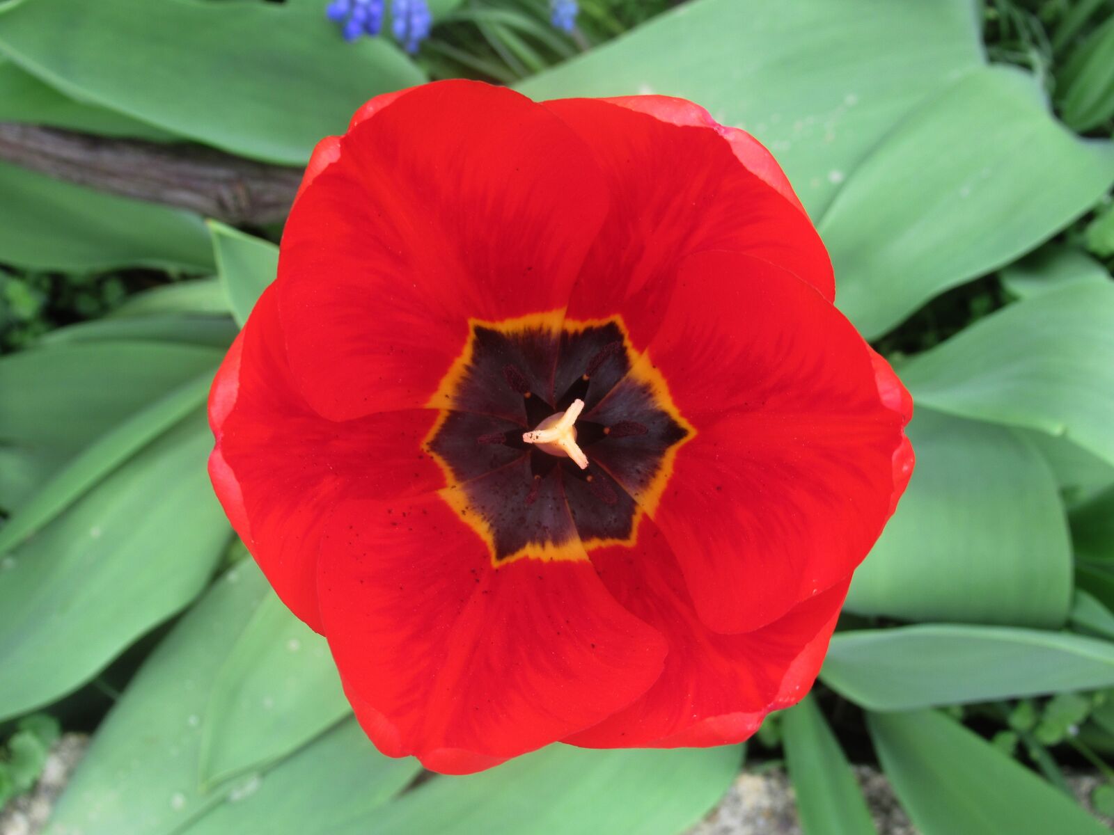 Canon PowerShot SX620 HS sample photo. Spring, tulip photography