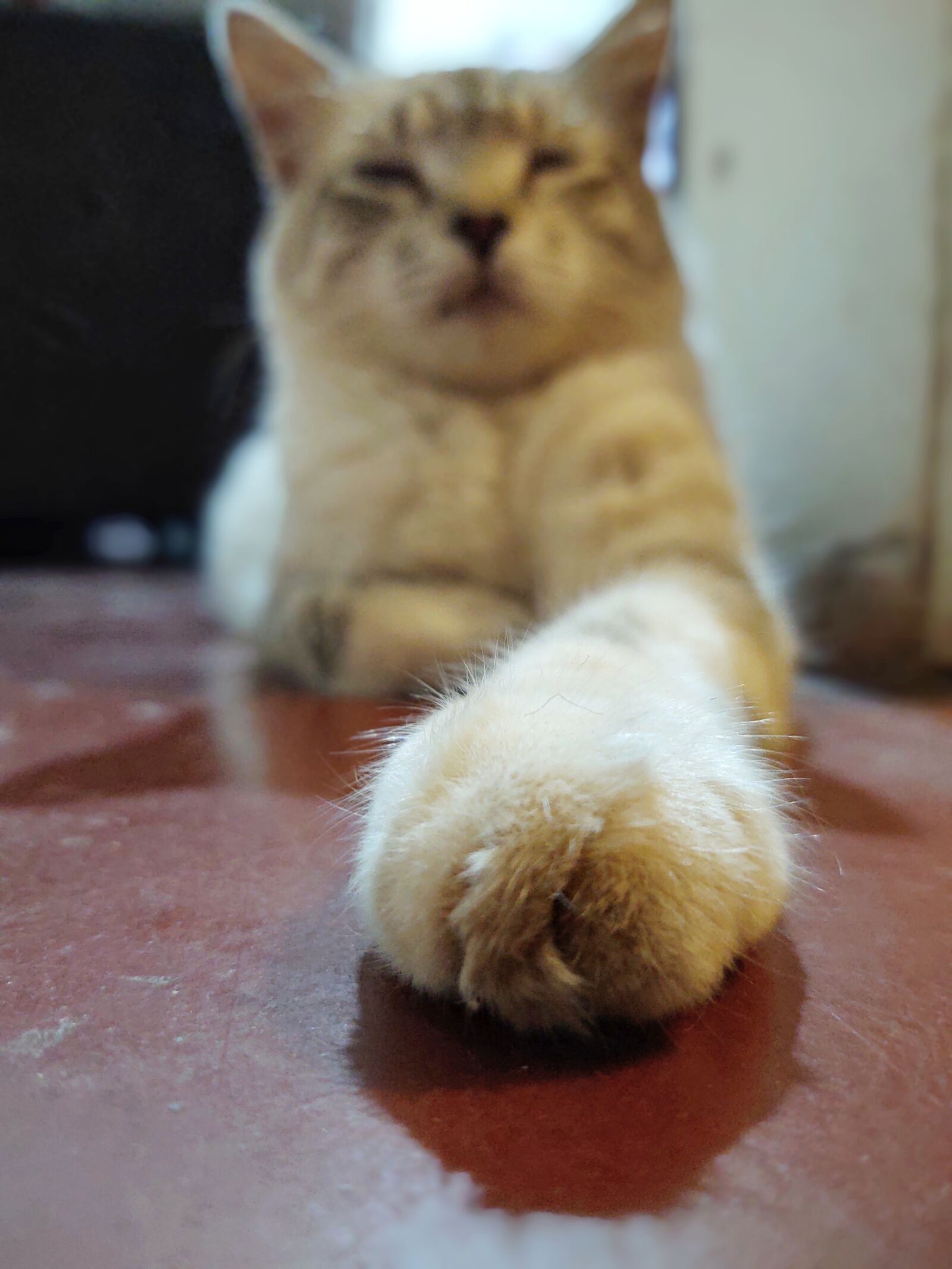 Motorola ONE ZOOM sample photo. The paw of a photography