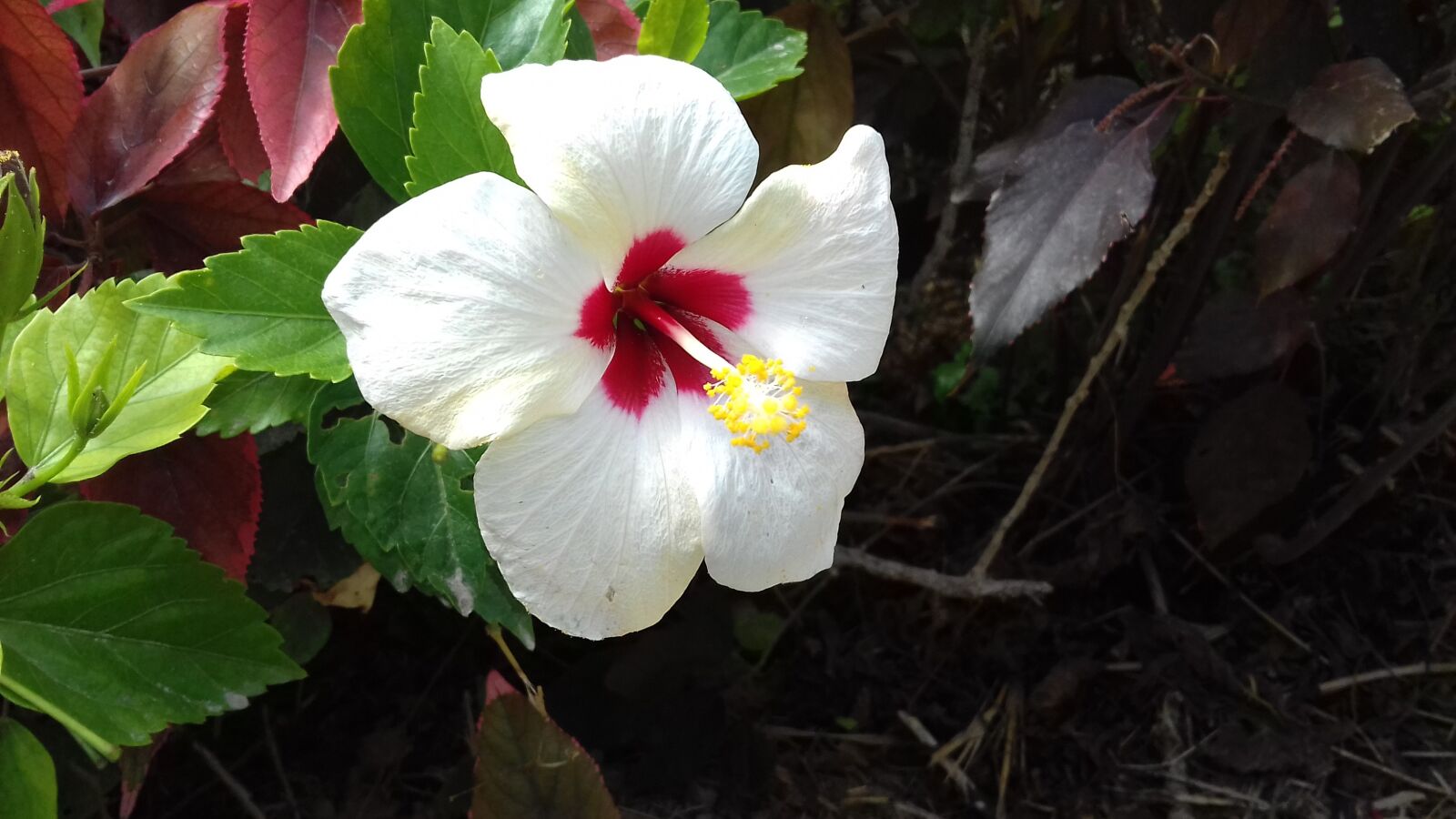 Samsung Galaxy J3(2016) sample photo. Flower, nature, flora photography
