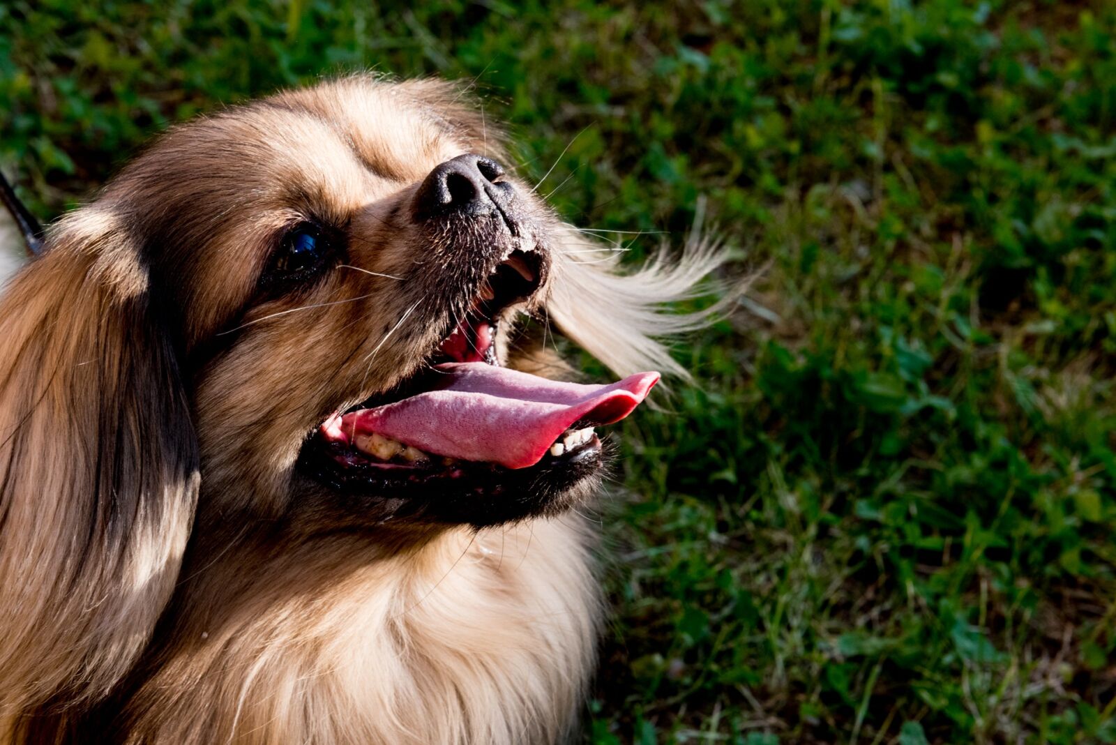 Nikon D810 sample photo. Dog, puppy, abb photography