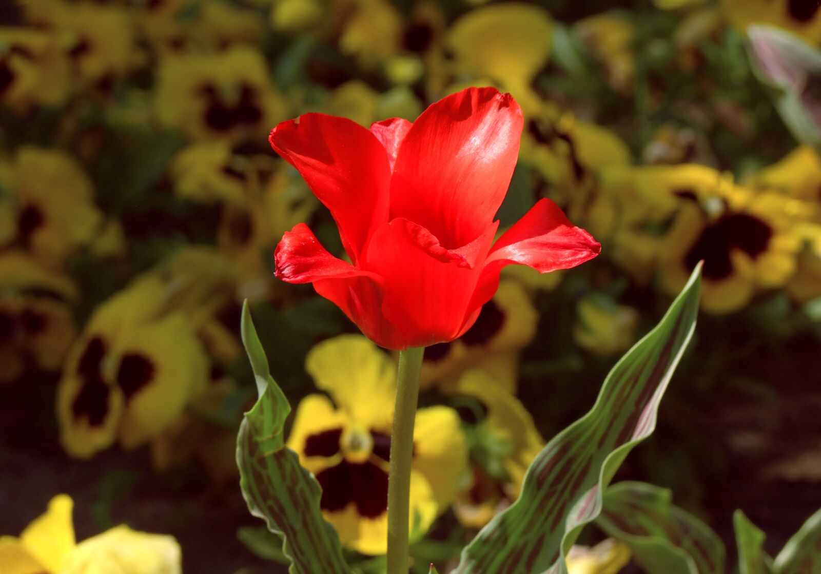 Fujifilm FinePix S100fs sample photo. Tulip, red, flower photography