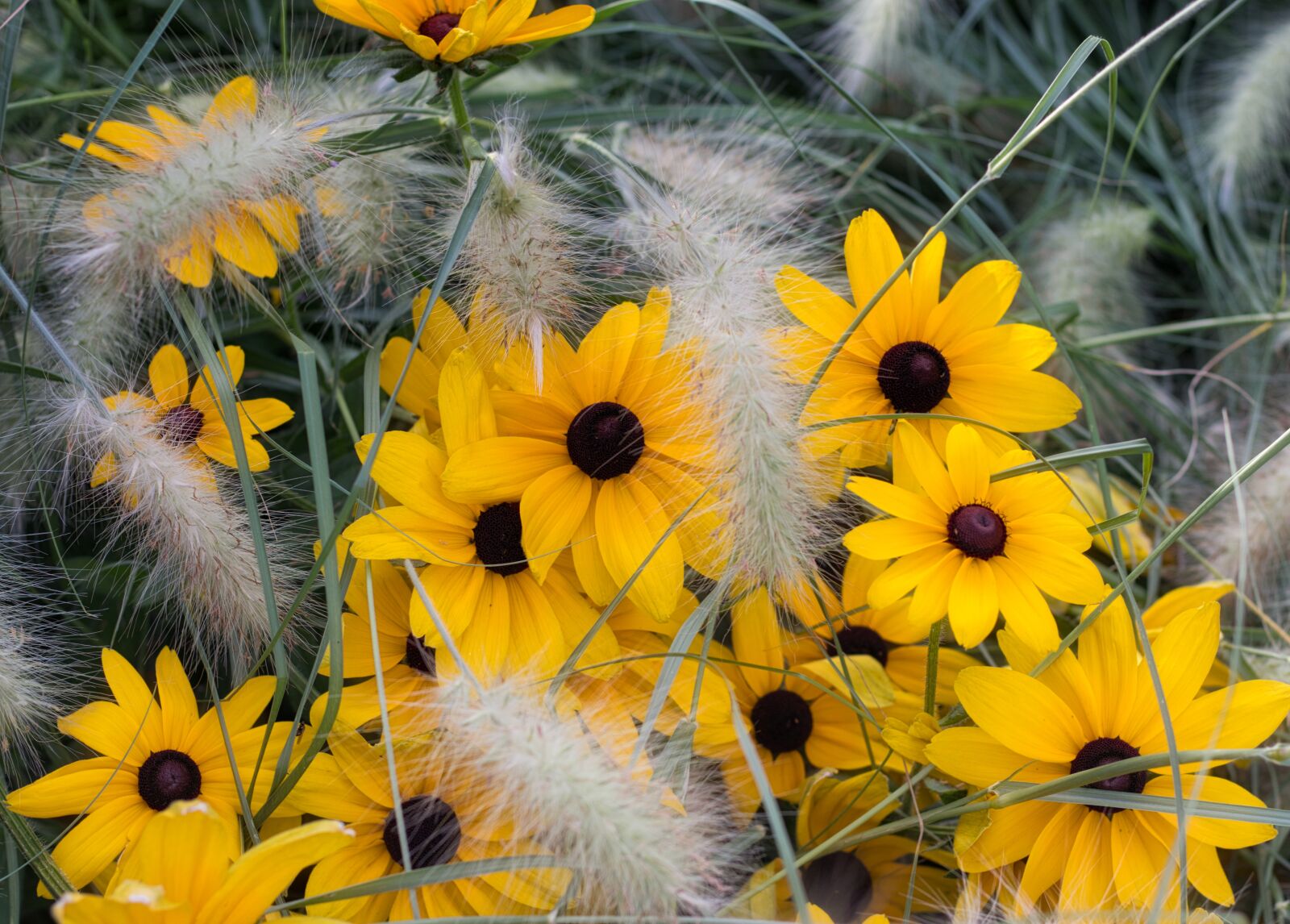 Canon EOS 200D (EOS Rebel SL2 / EOS Kiss X9) + Canon EF 50mm F1.8 STM sample photo. Flowers, bright, yellow photography