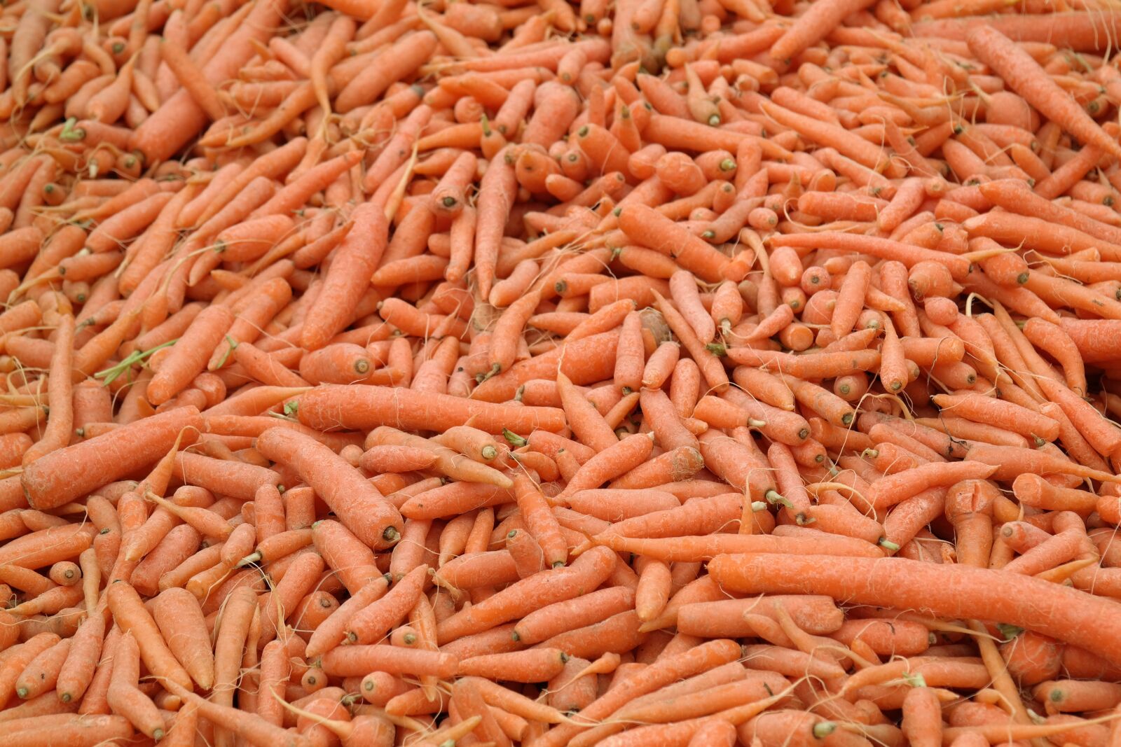 Samsung NX300 sample photo. Carrots, vegetables, mohr practice photography