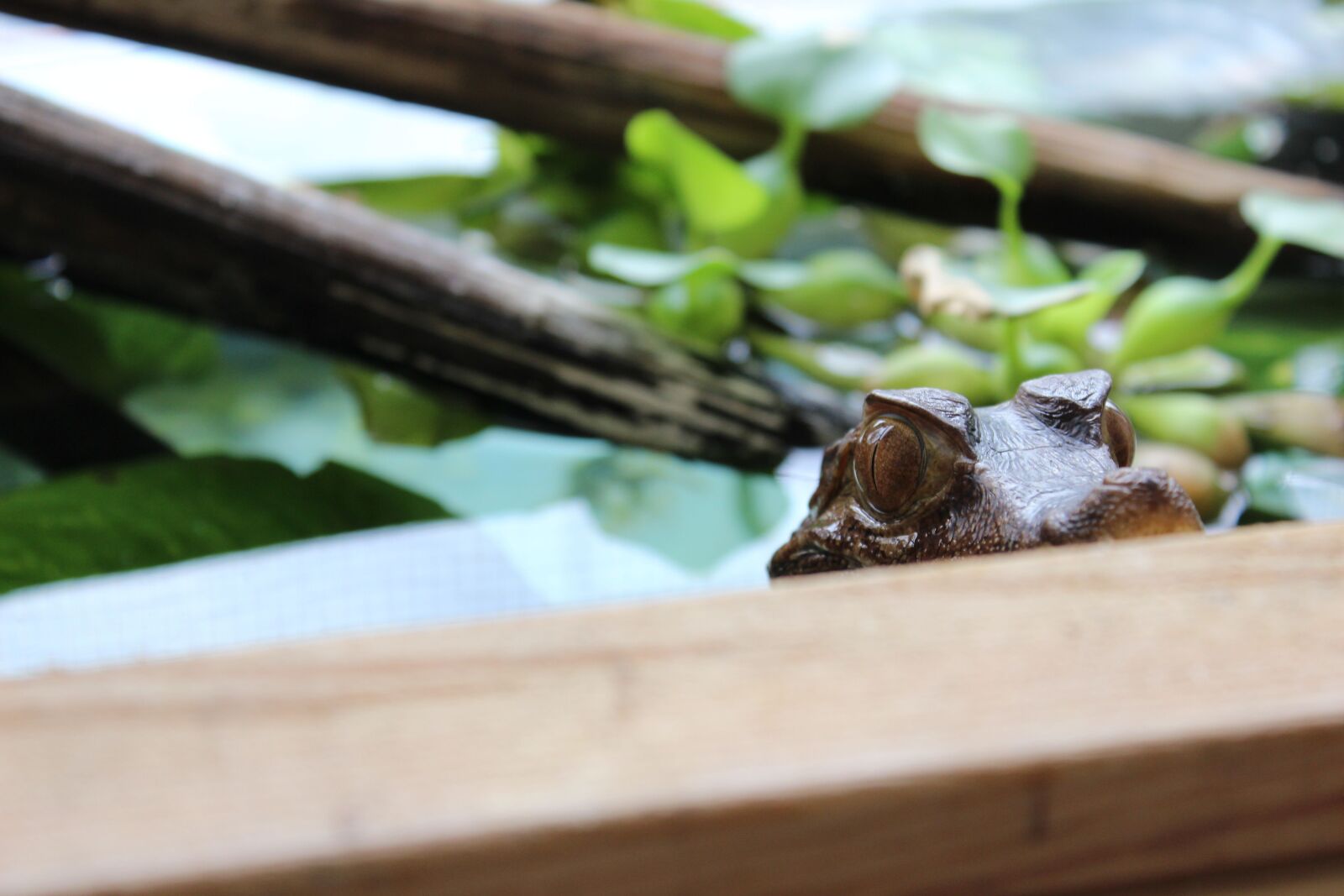 Canon EOS 600D (Rebel EOS T3i / EOS Kiss X5) sample photo. Crocodile, caiman, watching photography