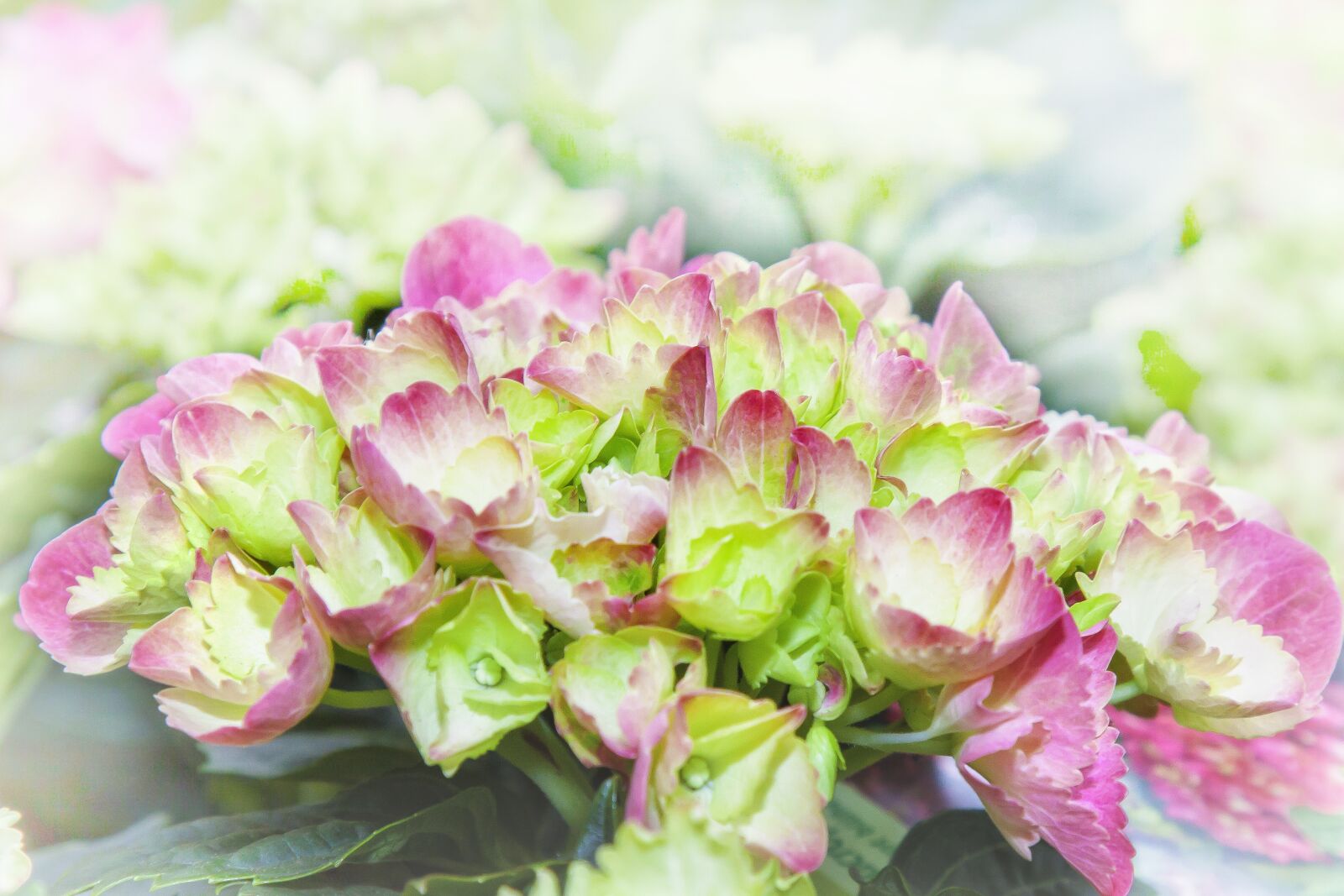 Canon EOS 50D + Canon EF 24-105mm F4L IS USM sample photo. Hydrangea, flower, blossom photography