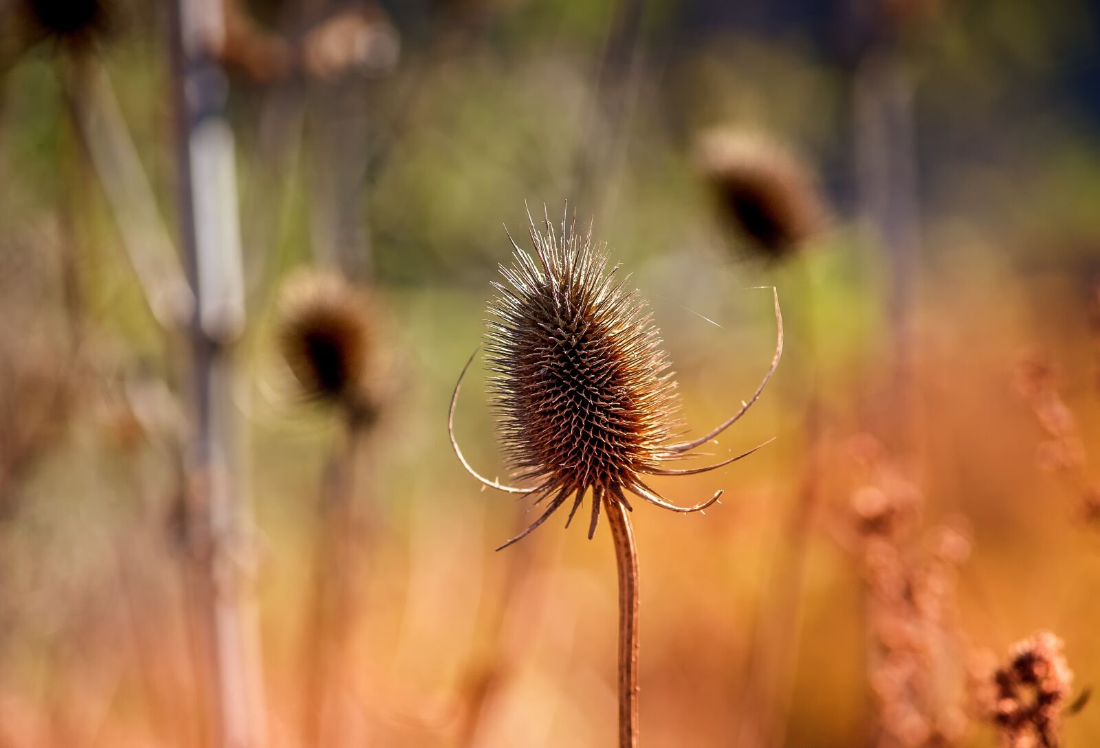 Canon EOS 5D sample photo. Nature, plant, card photography