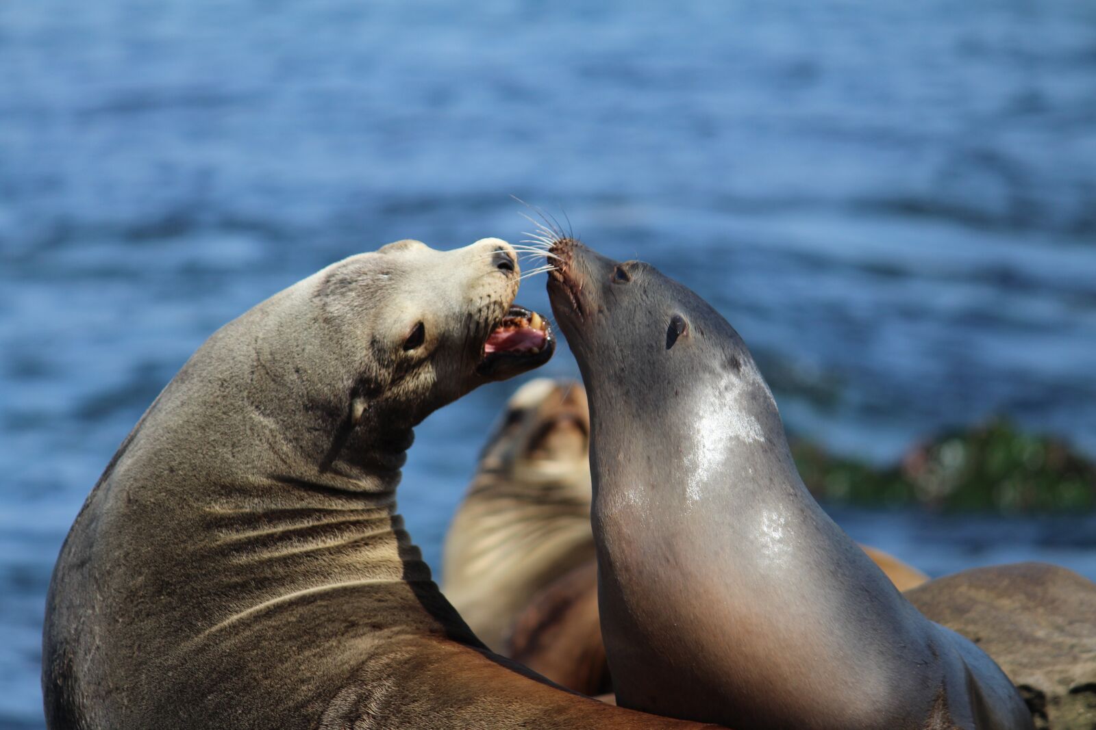 Canon EOS 700D (EOS Rebel T5i / EOS Kiss X7i) sample photo. Seal, beach, sea photography