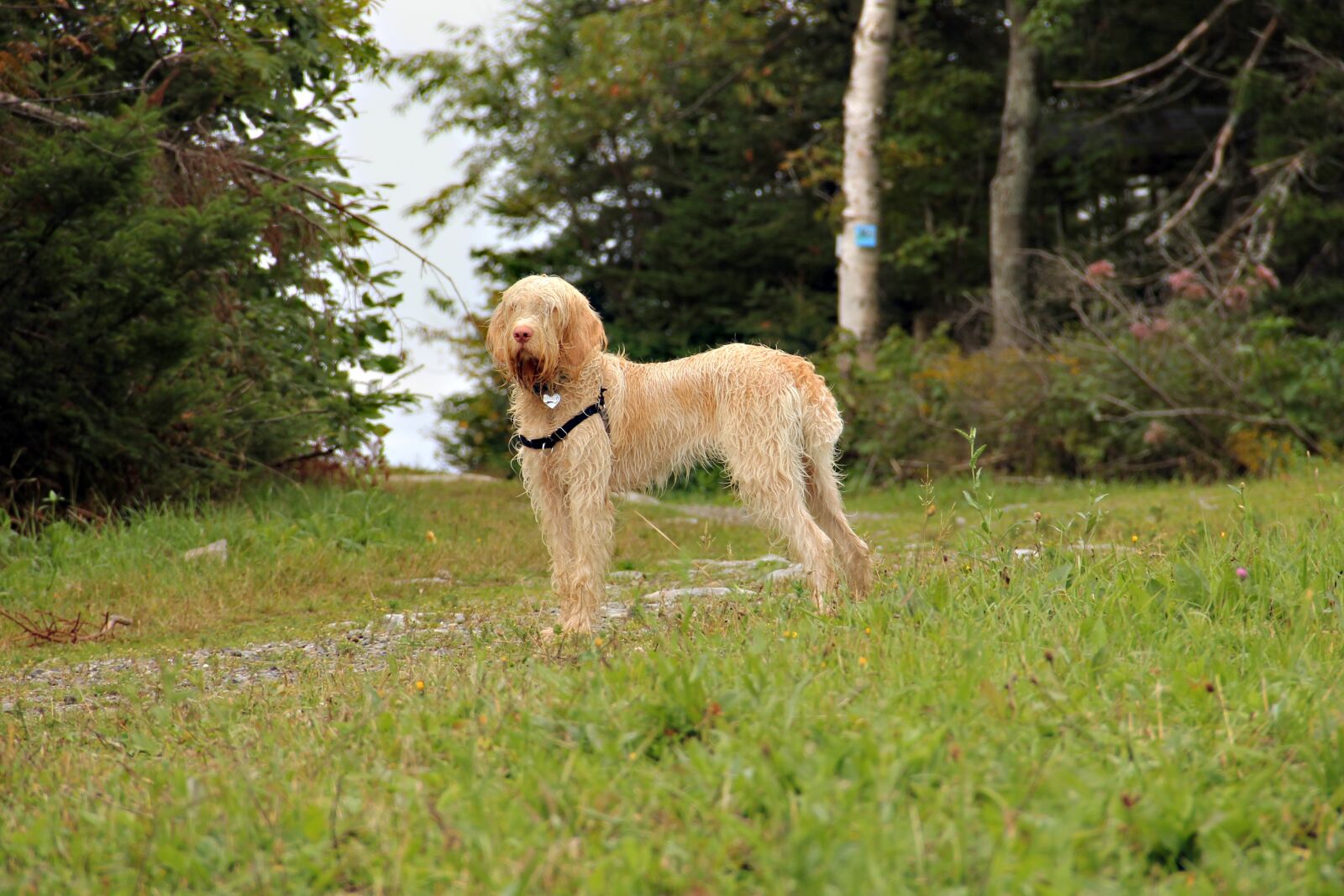 Canon EOS 550D (EOS Rebel T2i / EOS Kiss X4) sample photo. Dog, nature, forest photography
