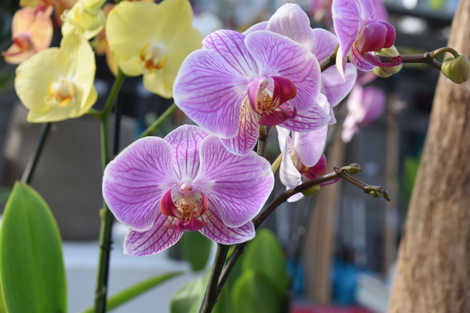 Nikon D5600 sample photo. Orchids, flower orchids, color photography