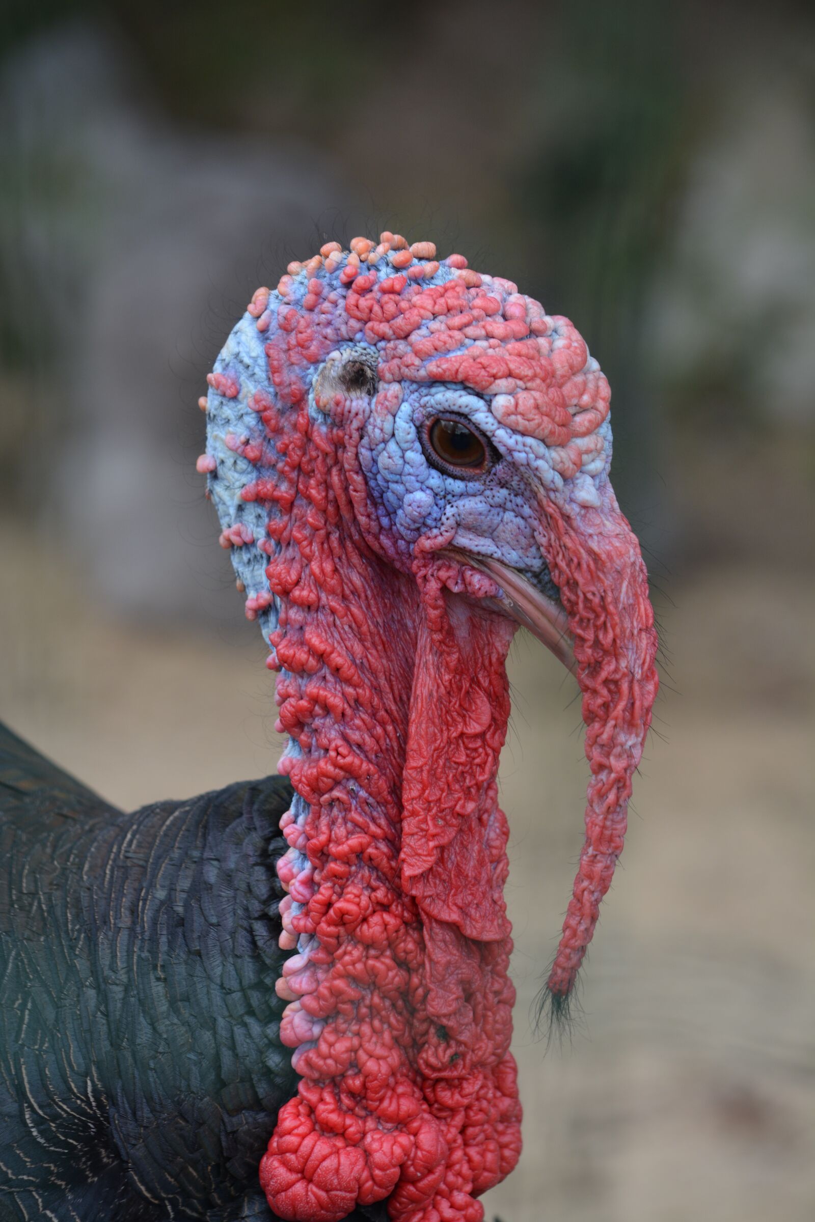 Nikon D5200 sample photo. Bird, poultry, nature photography