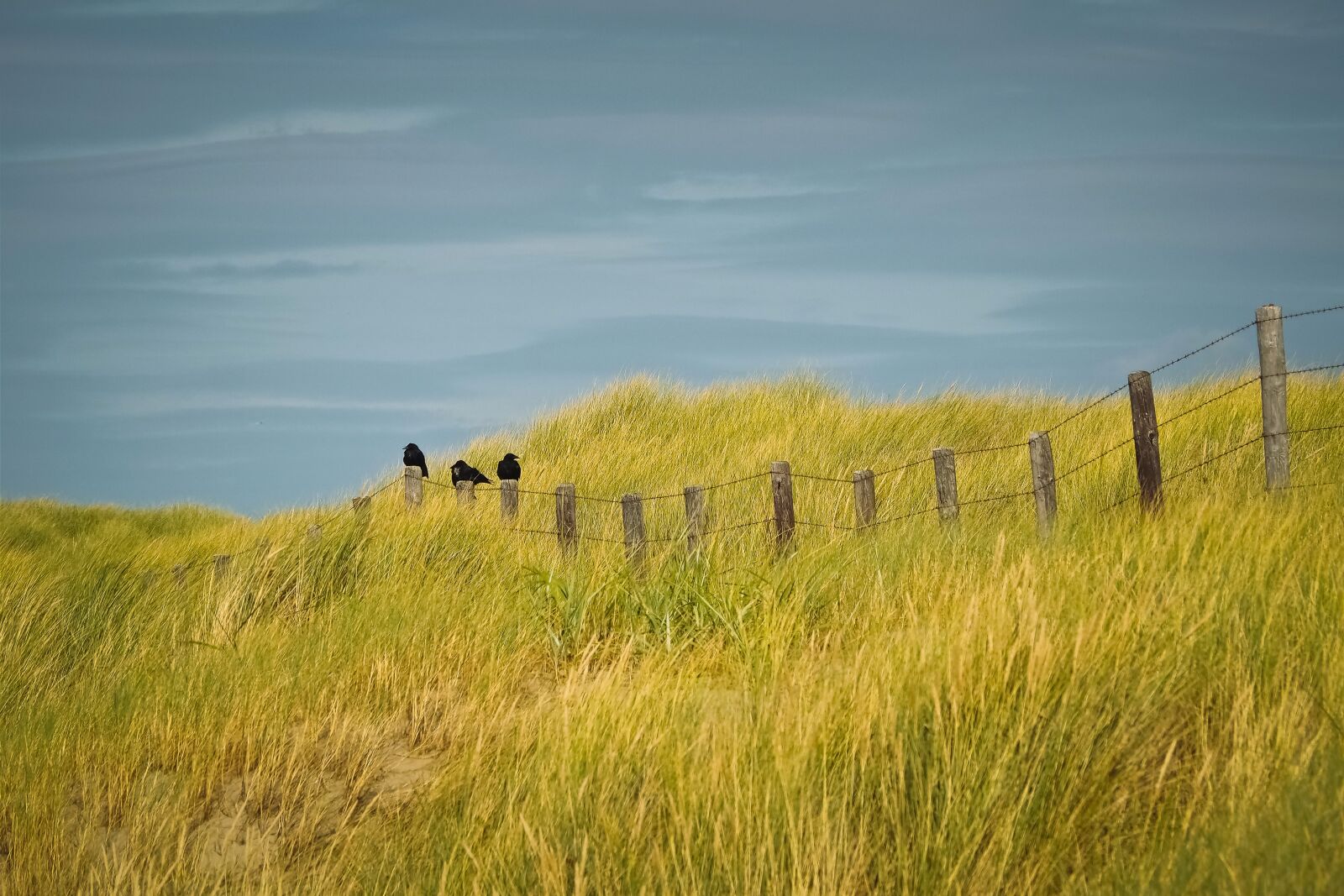 Olympus OM-D E-M10 sample photo. Dunes, beach, nature photography