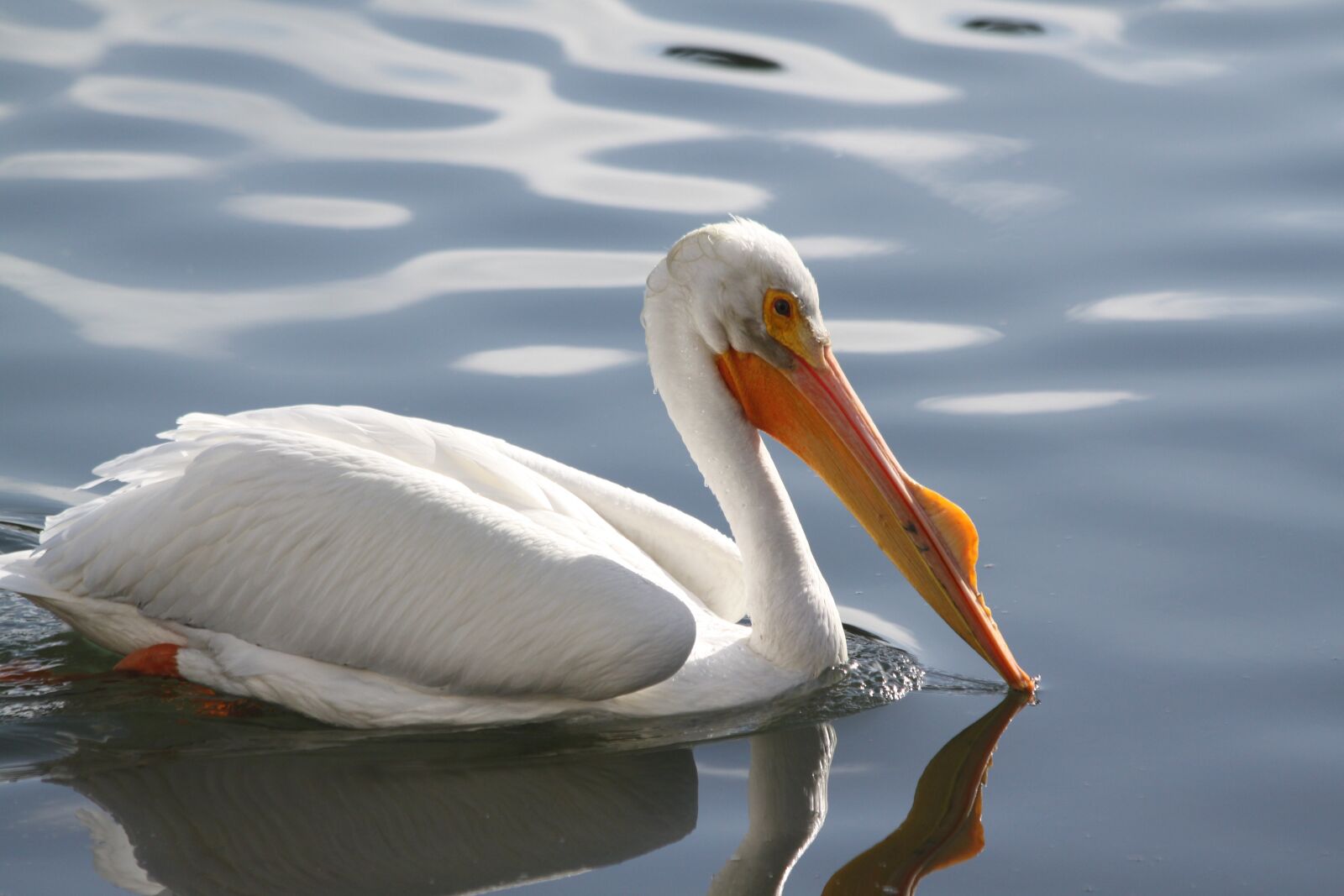 Canon EOS 500D (EOS Rebel T1i / EOS Kiss X3) sample photo. Wildlife, pelican, water photography