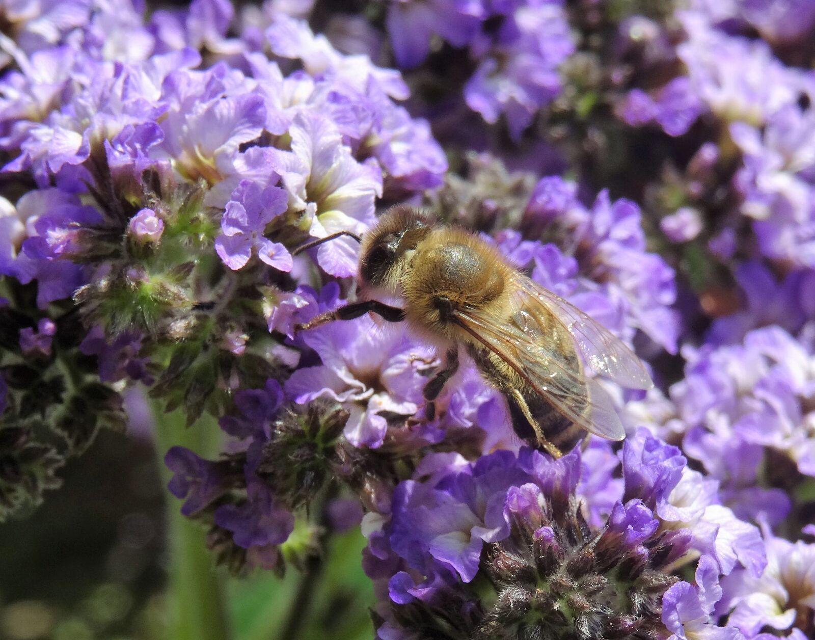 Sony DSC-HX50 sample photo. Flower, bee, nature photography