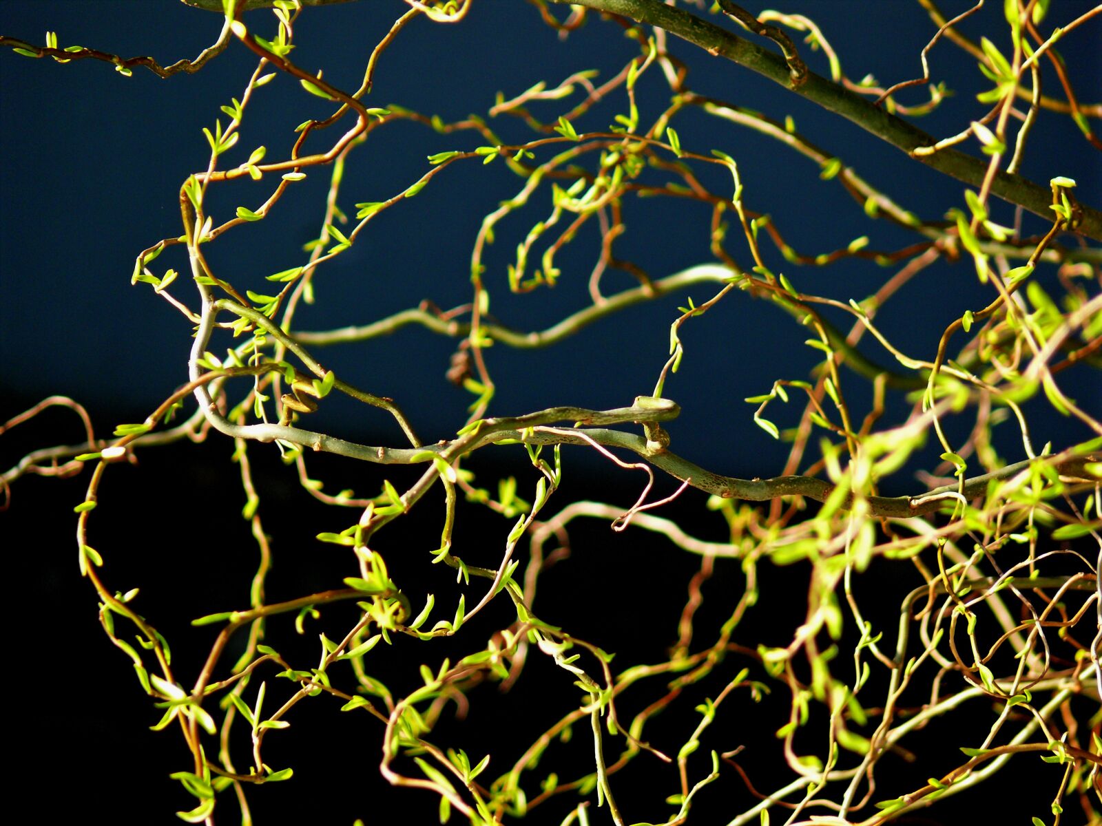 Leica V-LUX 1 sample photo. Spring, fresh green, green photography