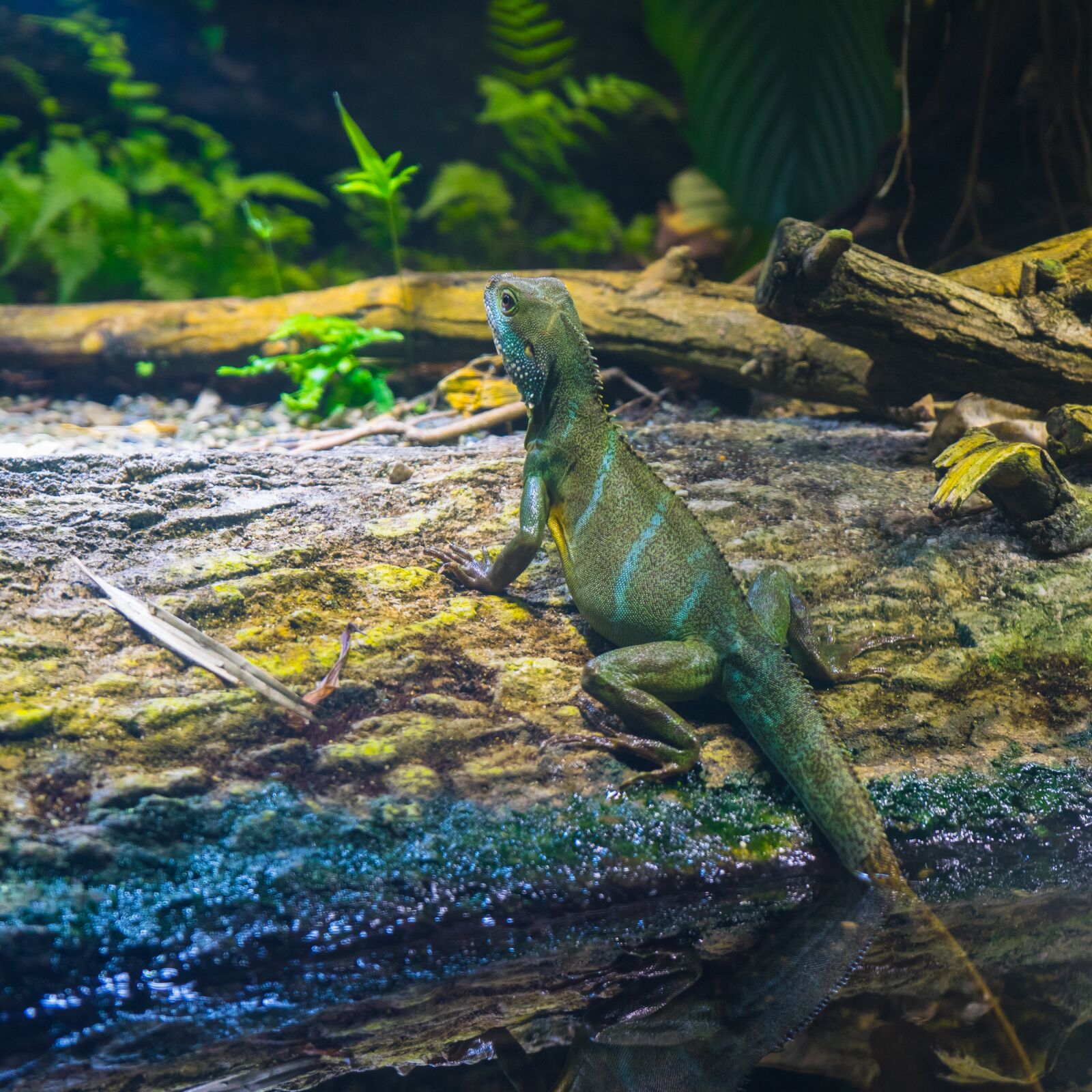 Sony a7 + Sony FE 28-70mm F3.5-5.6 OSS sample photo. Lizard, reptile, nature photography