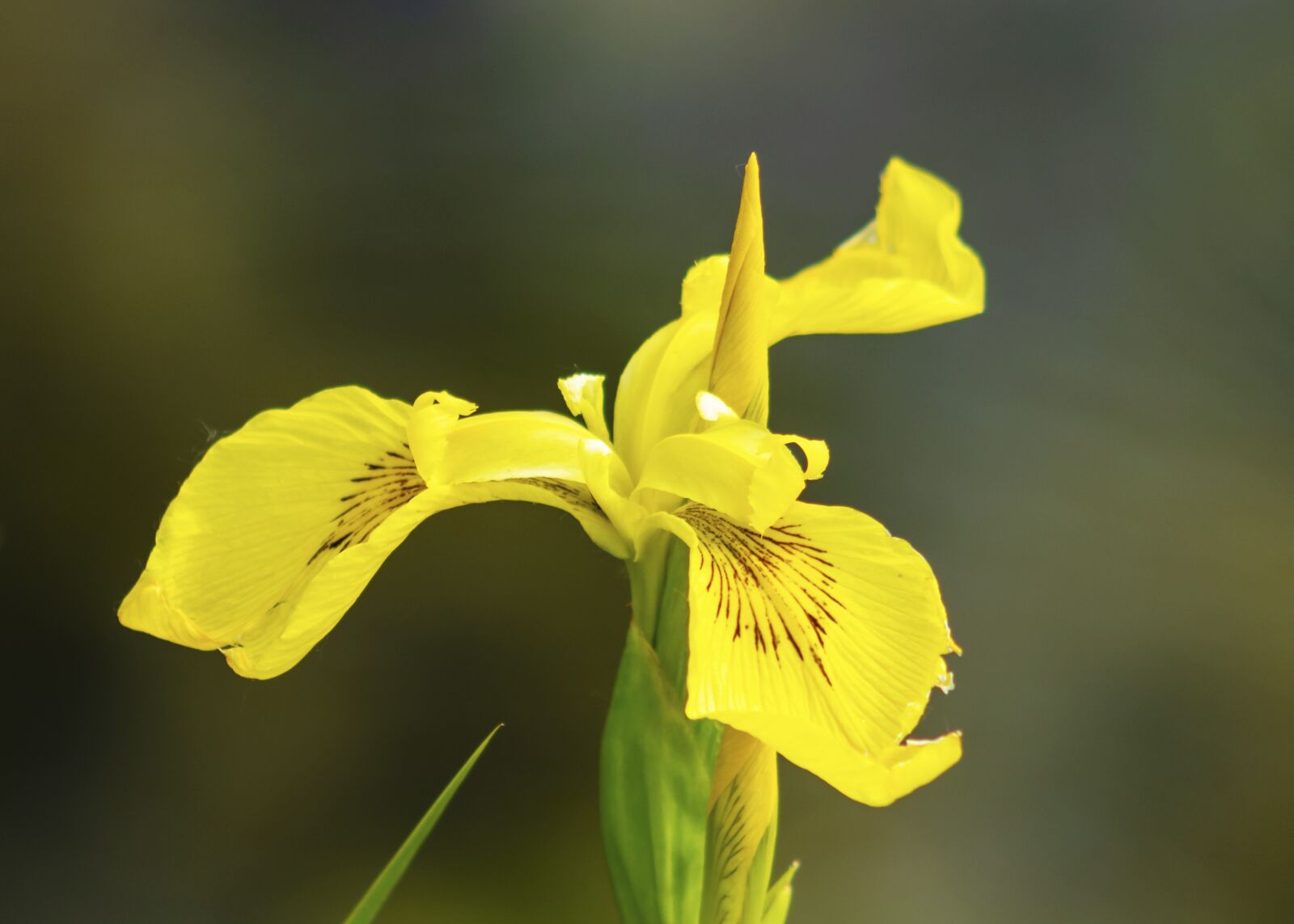 Canon EF75-300mm f/4-5.6 sample photo. Wildflower, fleur-de-lis, flower photography