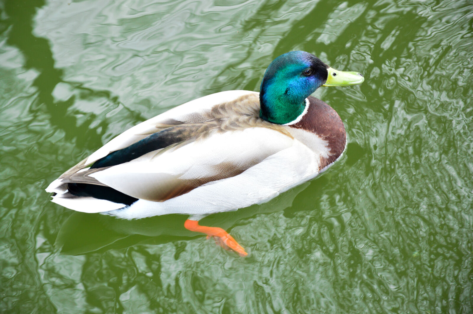 Nikon D3200 sample photo