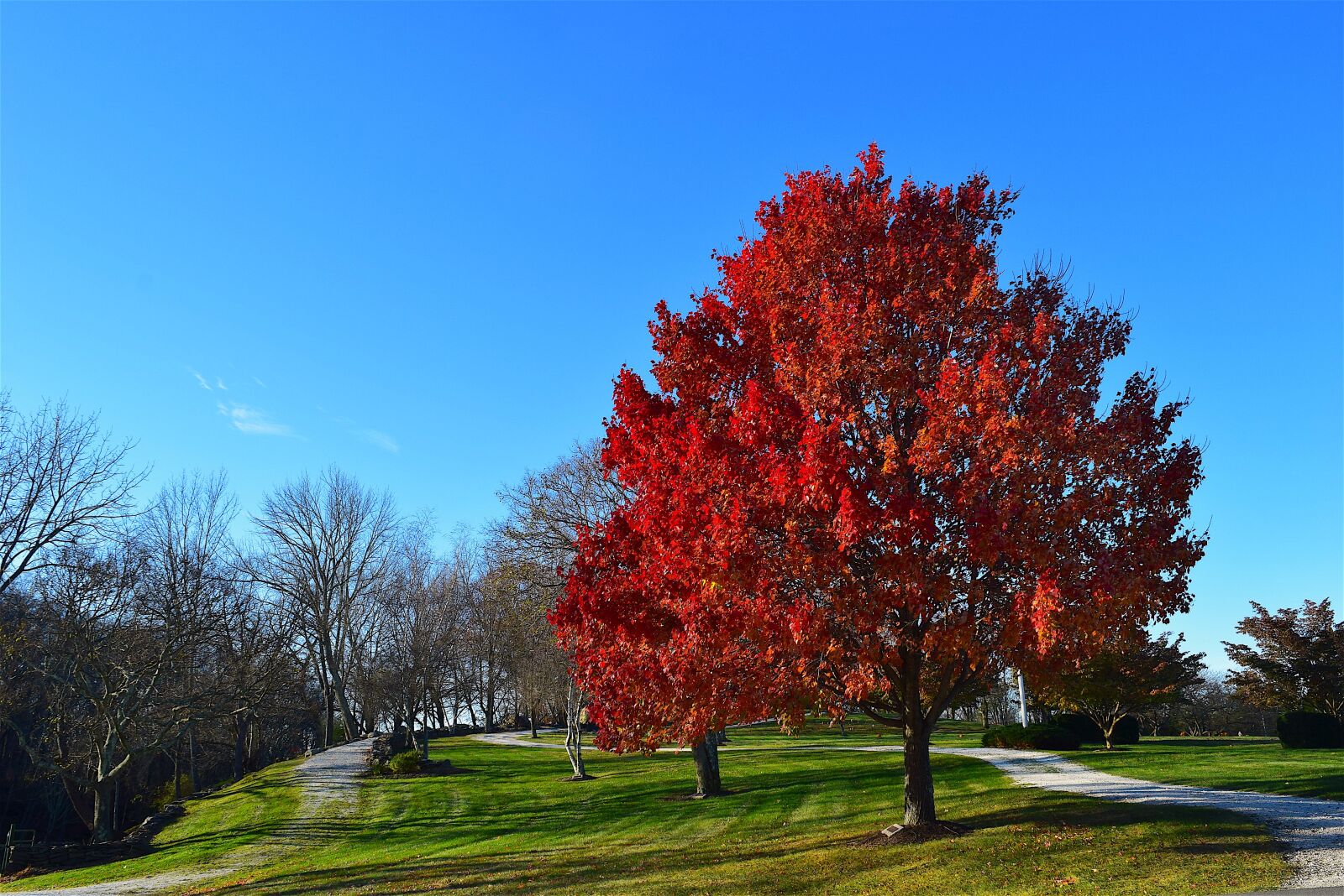 Nikon D3300 sample photo. Tree, foliage, red photography