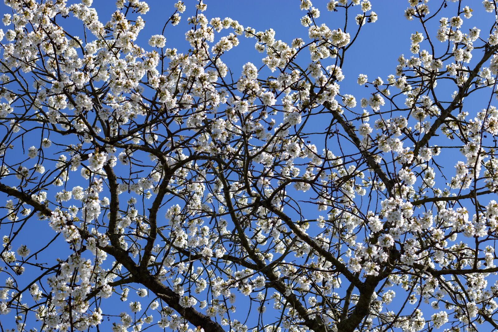 Canon EOS 200D (EOS Rebel SL2 / EOS Kiss X9) + Canon EF 50mm F1.8 STM sample photo. Spring, tree, blossom photography