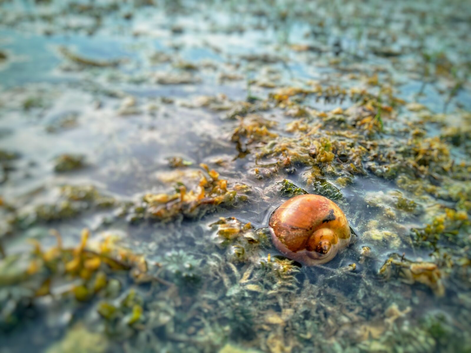 ASUS X01BDA sample photo. Snail shell, nature, lakeside photography