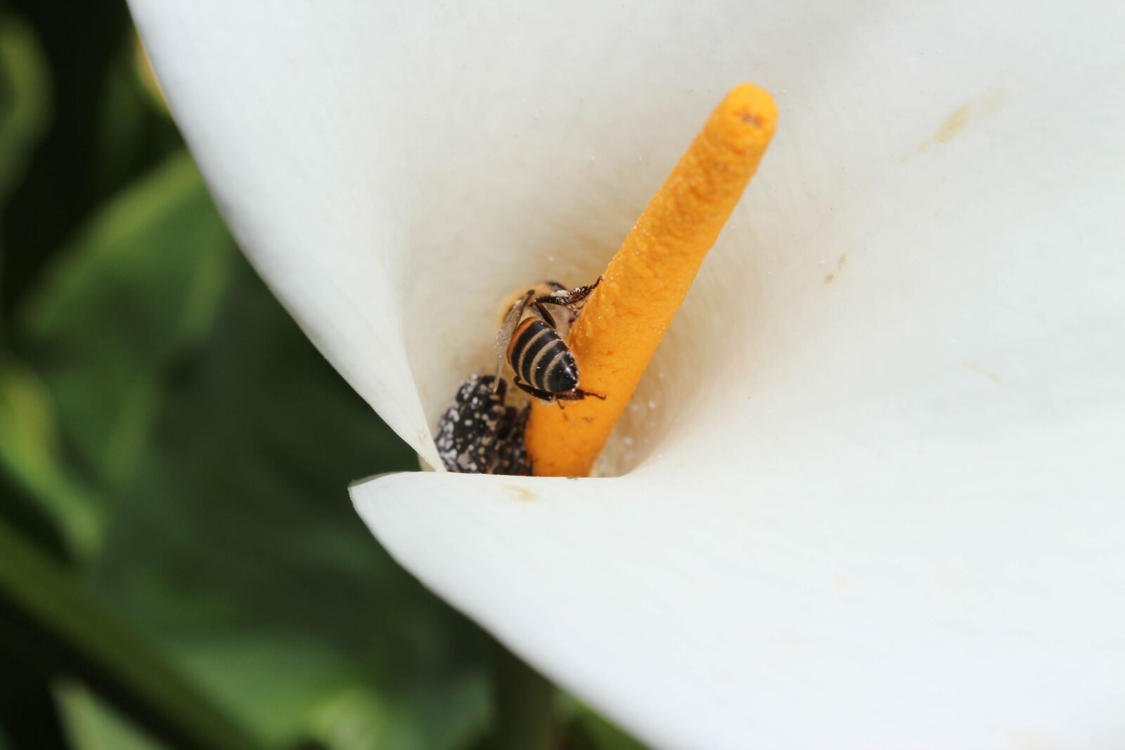 Canon EOS 600D (Rebel EOS T3i / EOS Kiss X5) sample photo. Arum, bug, nature photography
