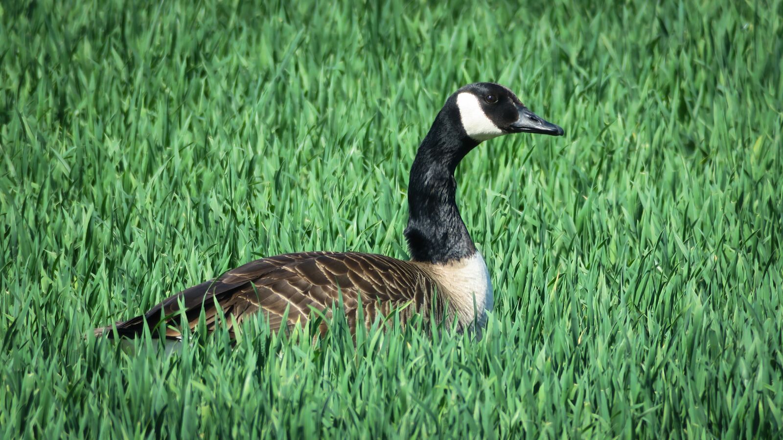 Canon PowerShot G3 X sample photo. Goose, canada goose, arable photography
