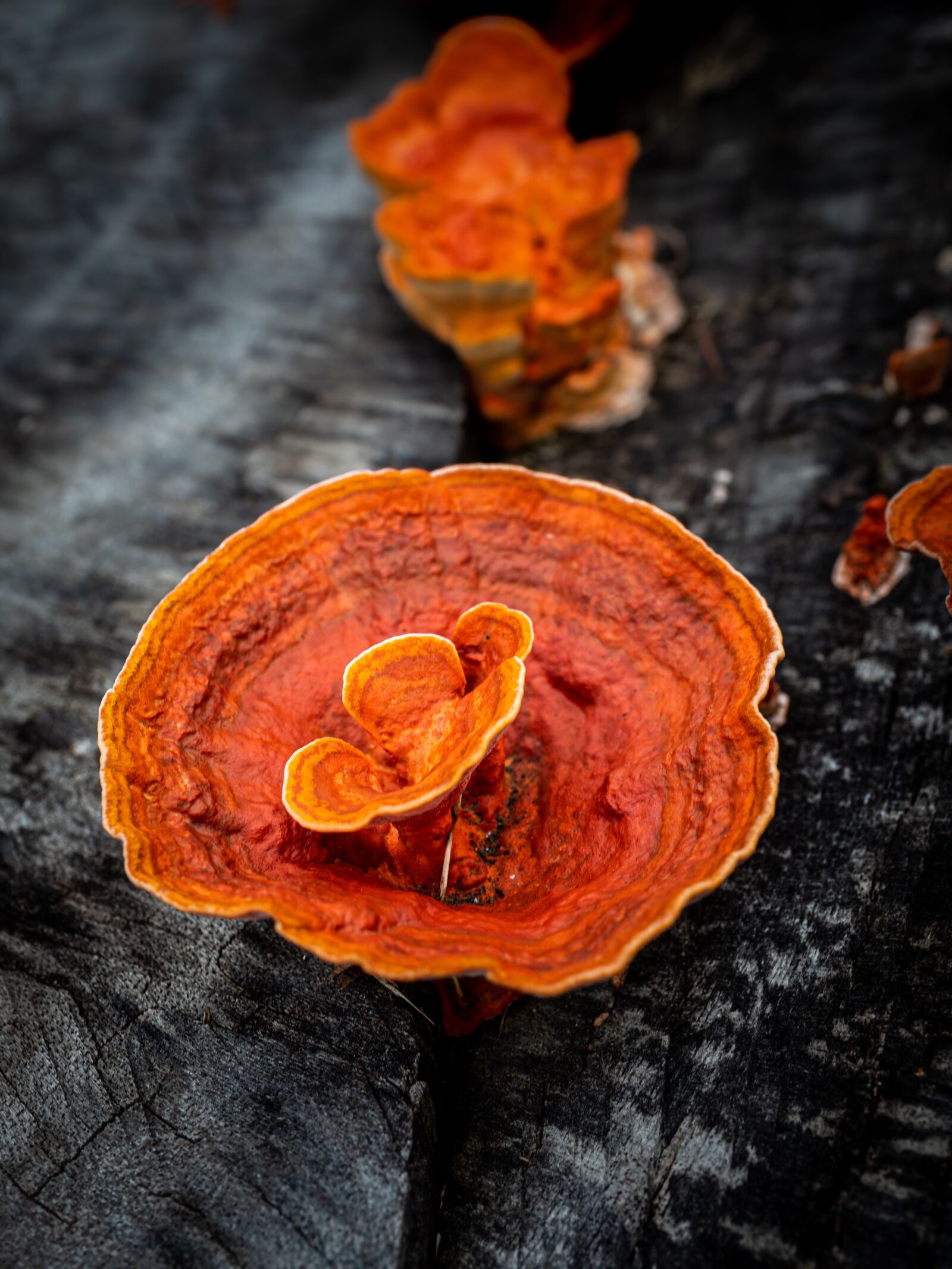 Olympus OM-D E-M1 Mark II + Olympus M.Zuiko Digital ED 12-40mm F2.8 Pro sample photo. Orange, fungi, nature photography