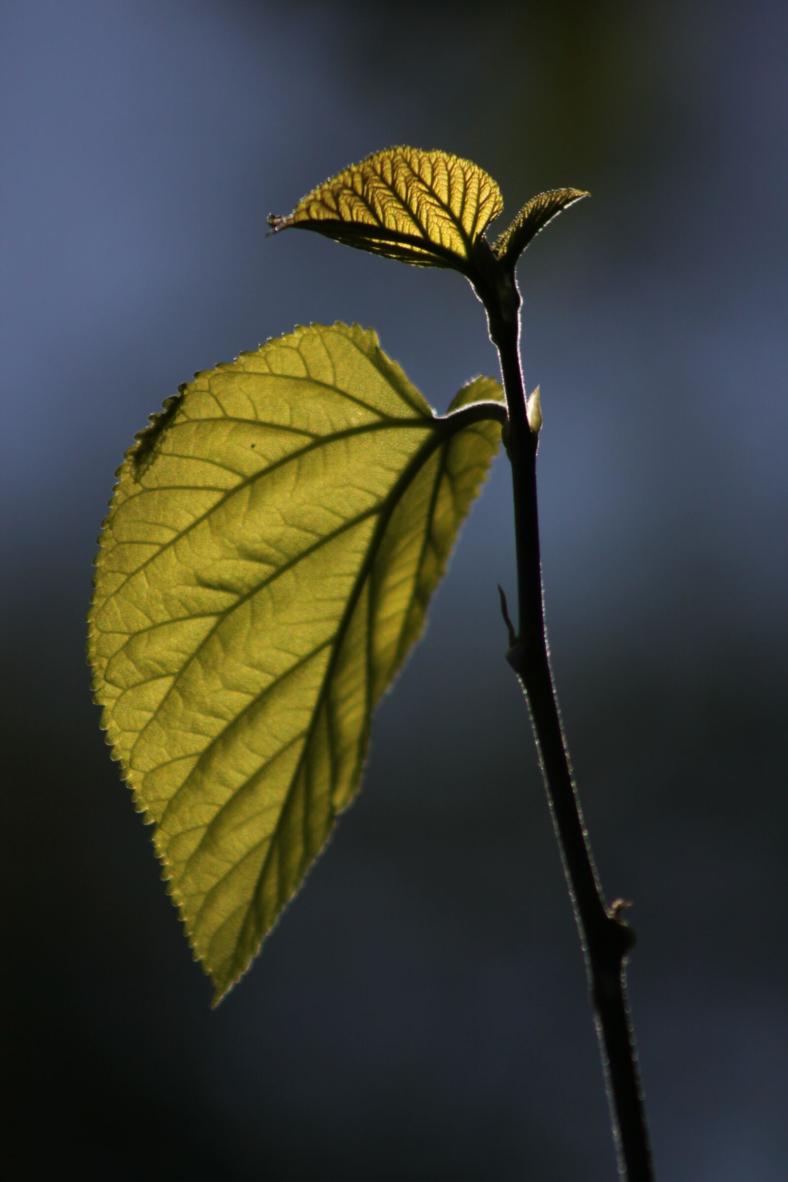 Canon EOS 500D (EOS Rebel T1i / EOS Kiss X3) sample photo. Leaves, reverse light, branch photography