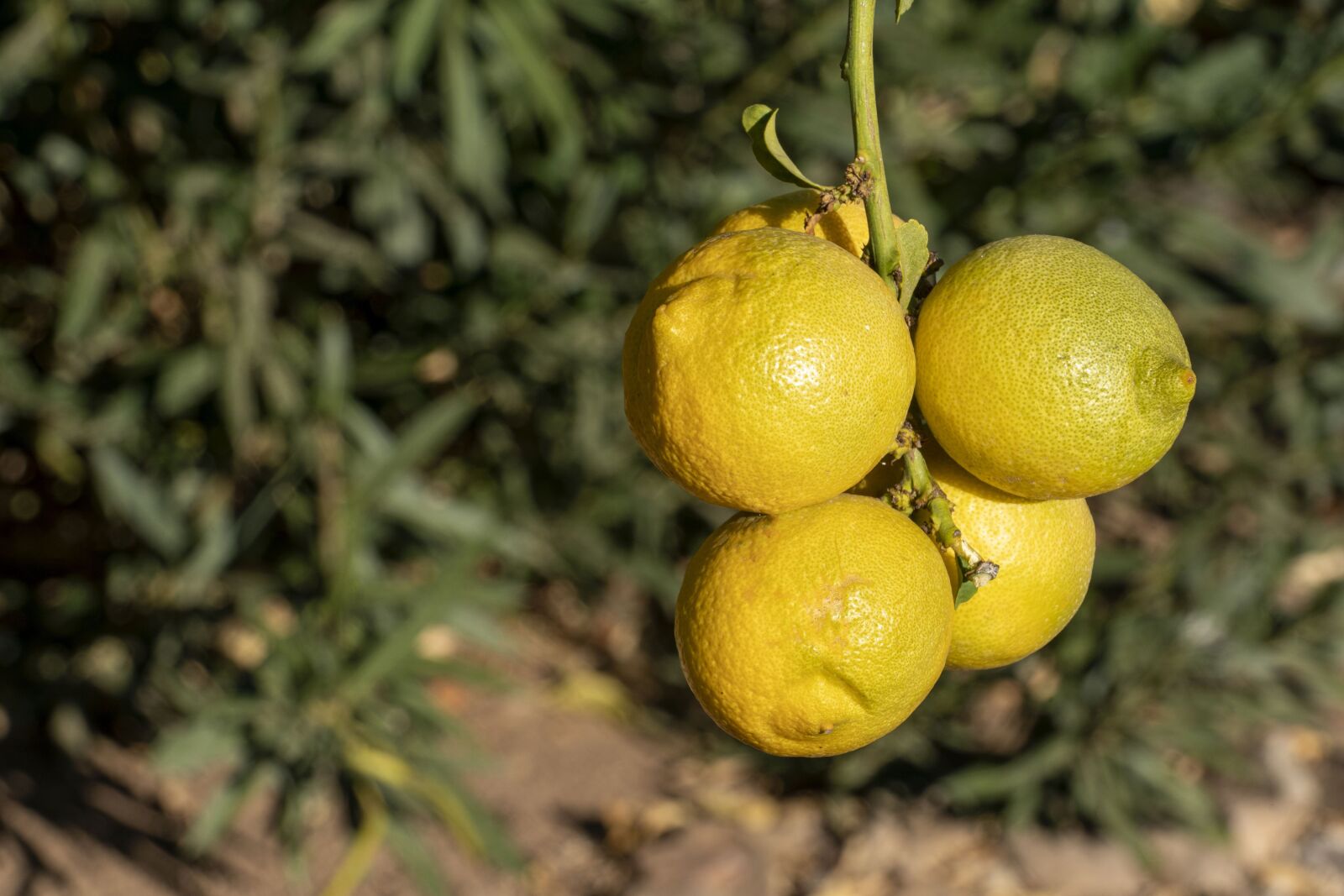 Sony FE 24-240mm F3.5-6.3 OSS sample photo. Fruit, lemon, life photography