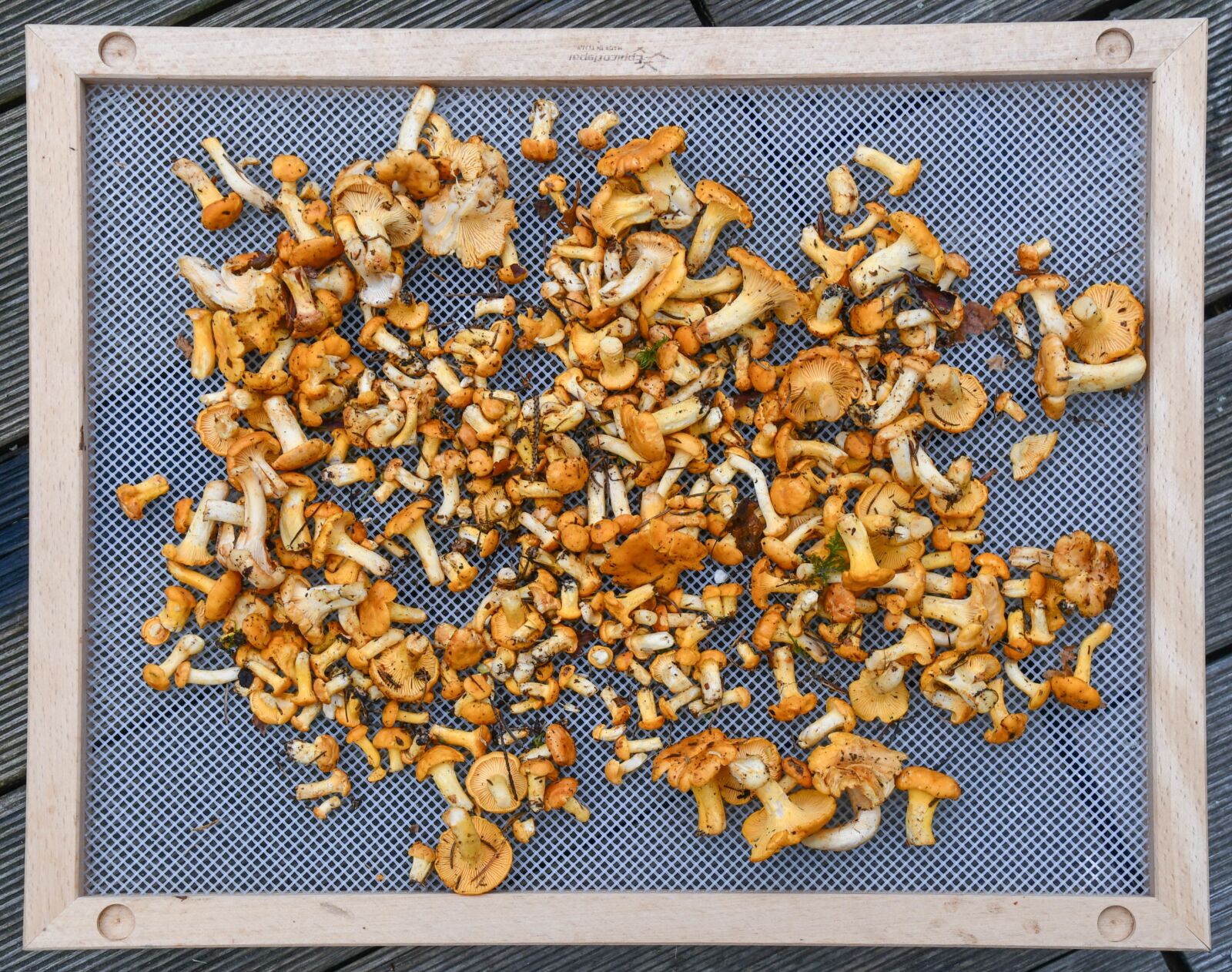 Nikon D7500 sample photo. Mushrooms, harvest, harvest time photography