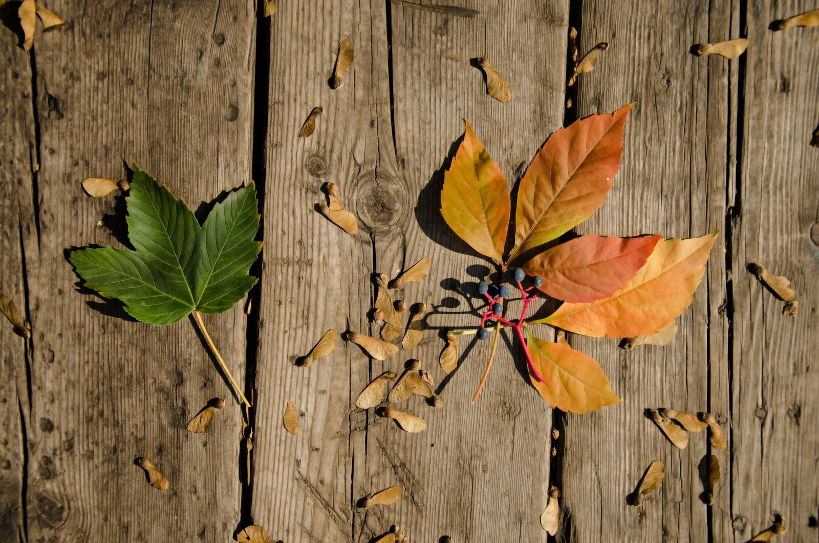 Nikon D7000 sample photo. Paper, maple, leafs photography