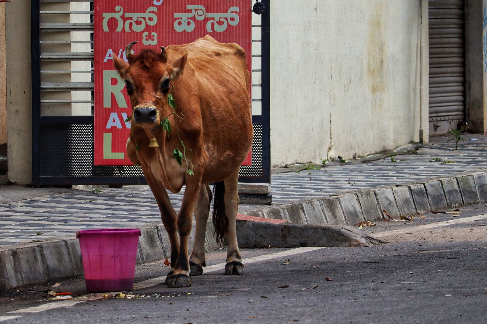 Canon EOS M50 (EOS Kiss M) sample photo. India, religion, holy cow photography