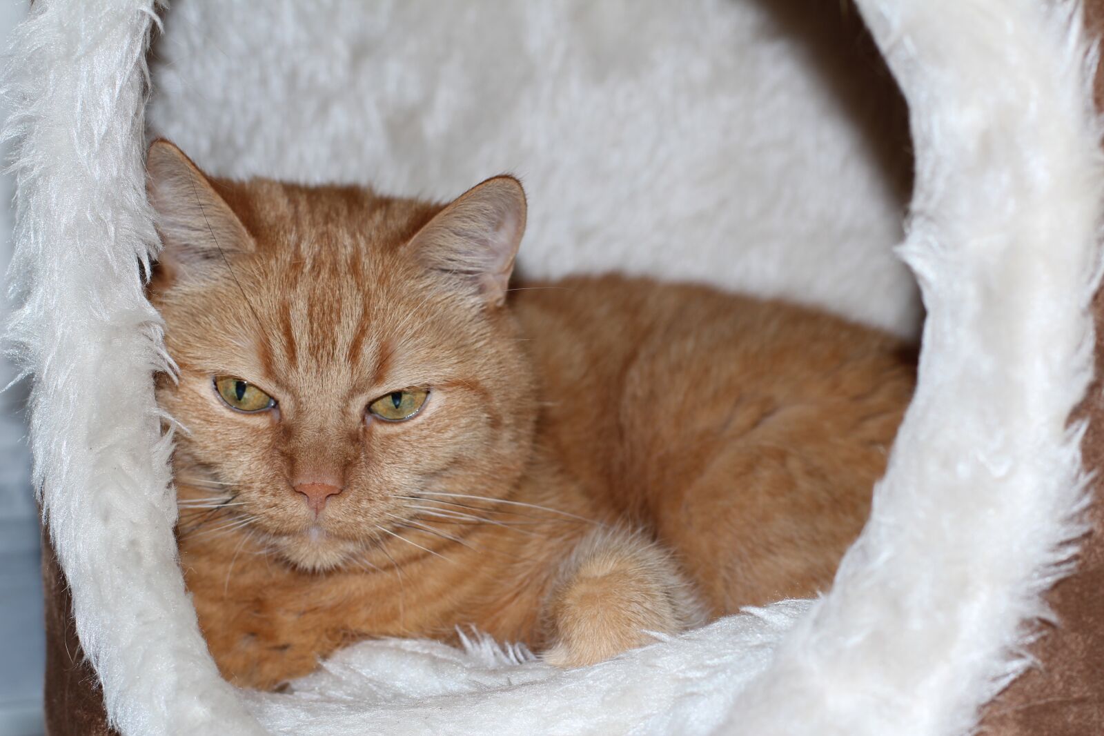 Canon EOS 600D (Rebel EOS T3i / EOS Kiss X5) + Canon EF 50mm F1.4 USM sample photo. Cat, red cat, mackerel photography