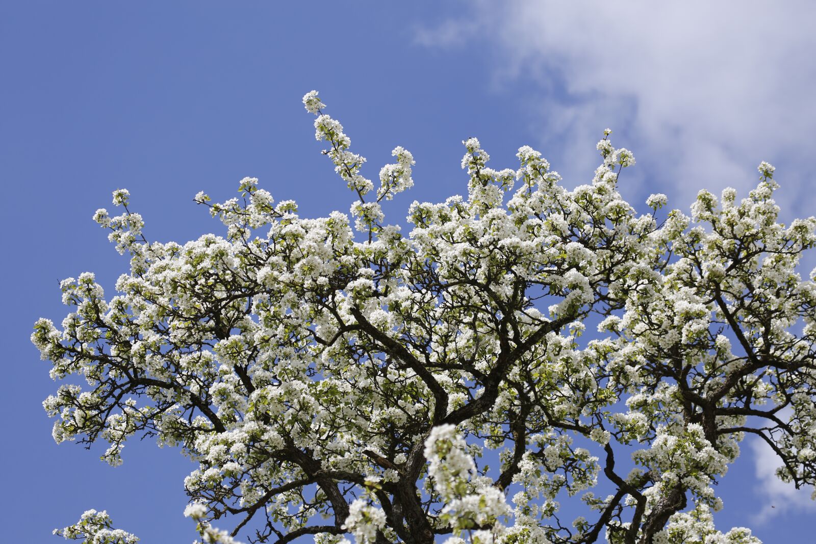 Canon EF 100-400mm F4.5-5.6L IS USM sample photo. Tree, blossom, bloom photography