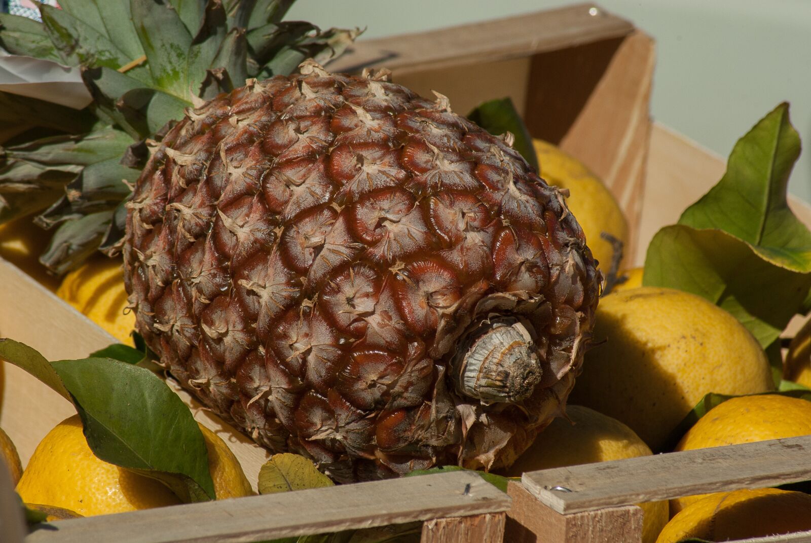 Pentax K10D sample photo. Pineapple, fruit, lemons photography