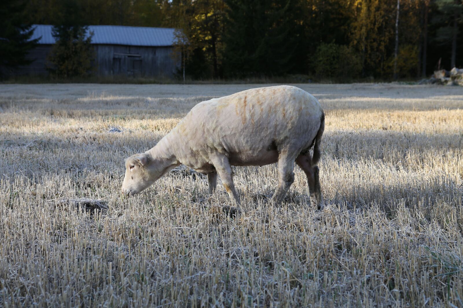Canon EOS 6D + Canon EF 24-70mm F2.8L USM sample photo. The sheep, shorn, field photography