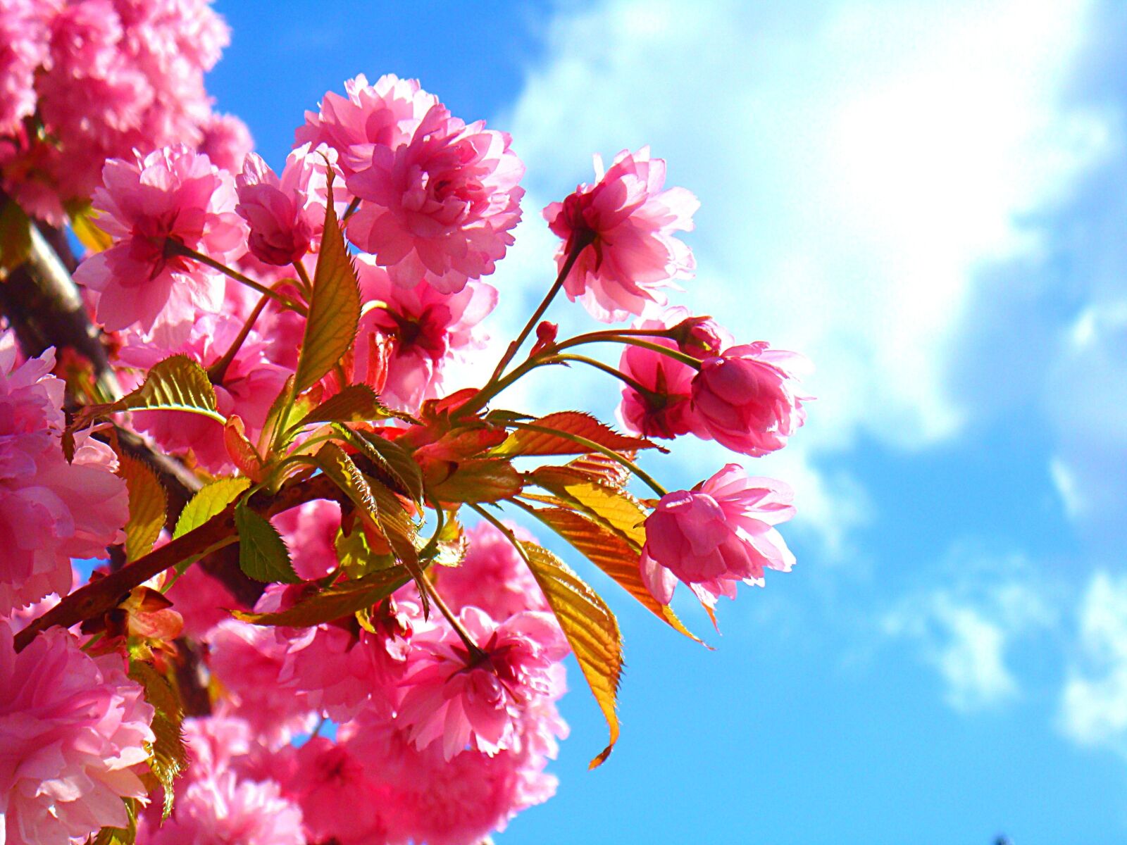 Sony DSC-T70 sample photo. Blossom, sunlight, pink photography